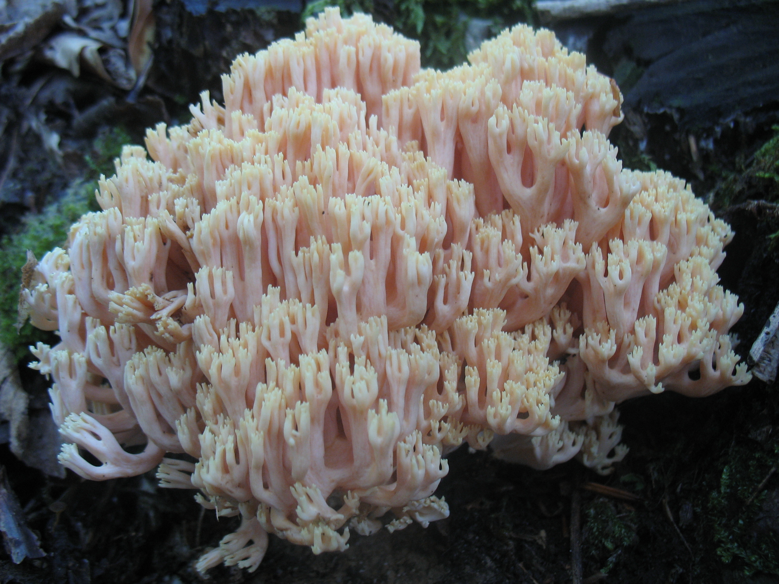 Ramaria formosa (Pers.) Quél.