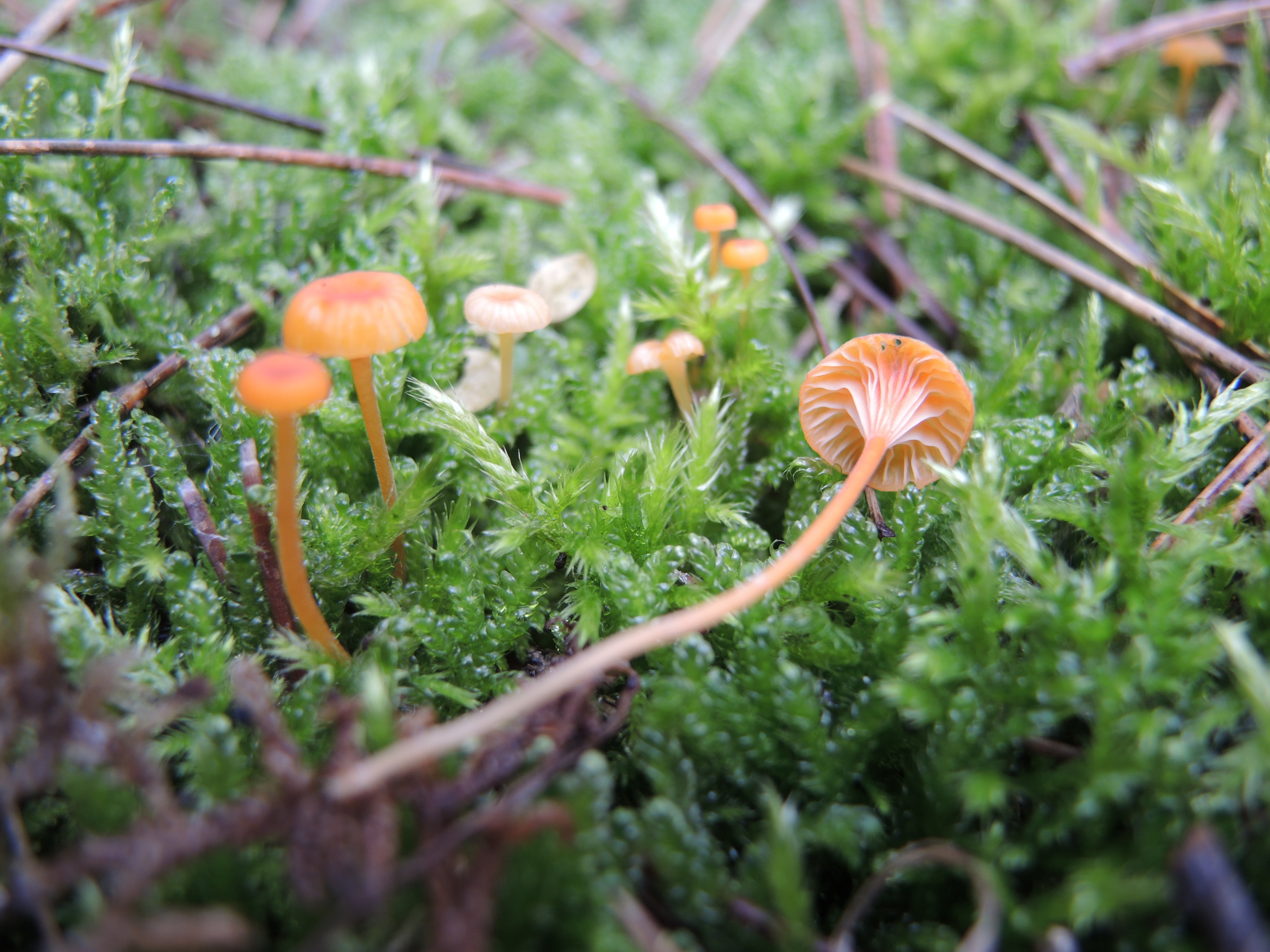 Rickenella fibula