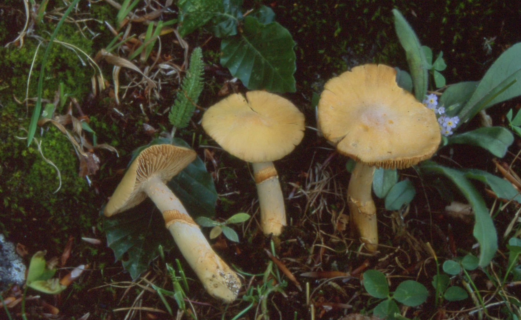 Cortinarius caperatus (Pers. Fr.) Fr. = Rozites caperatus (Pers. Fr.) P. Karst.