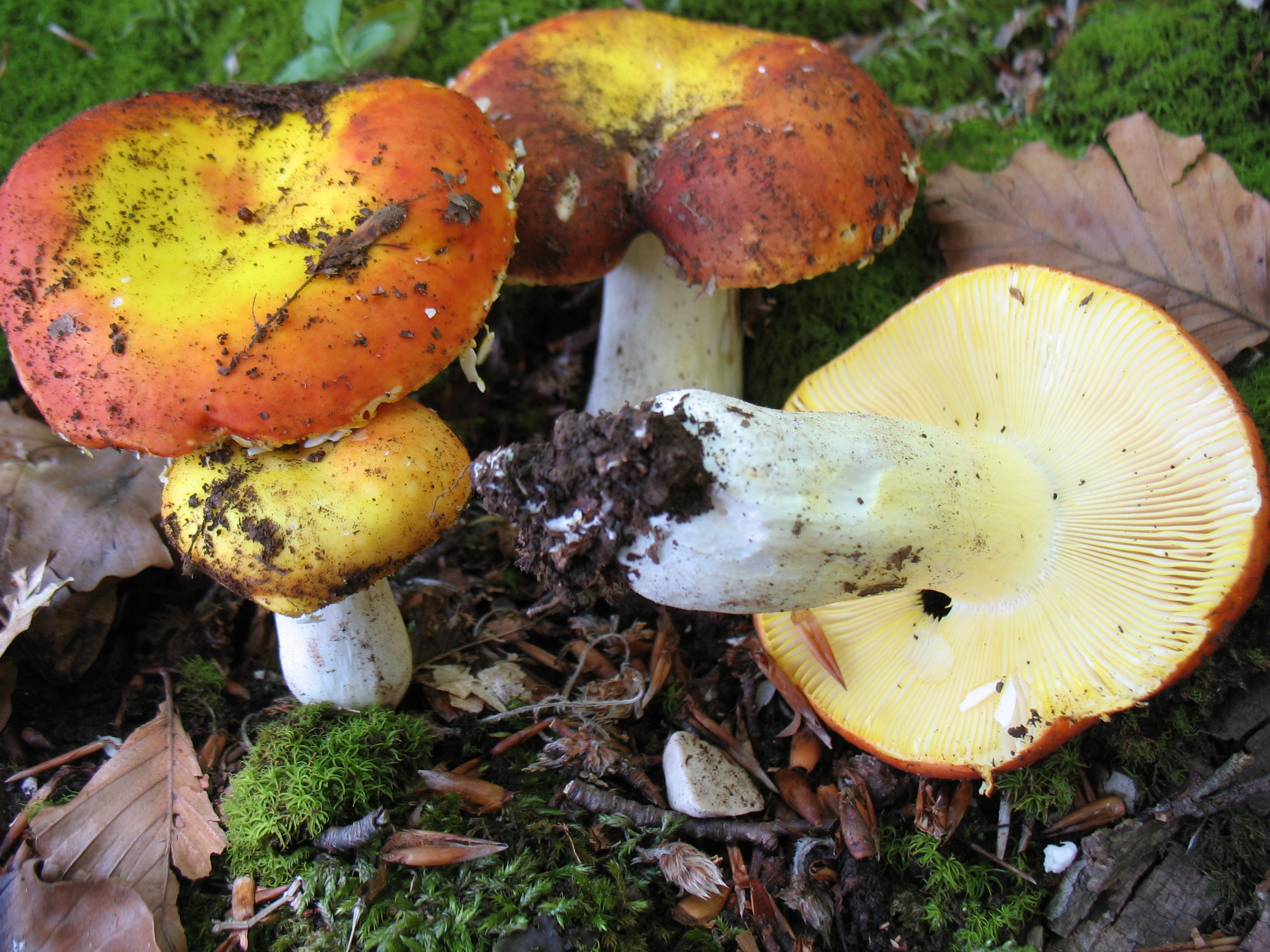 Russula aurea Pers. = R. aurata (With.) Fr.