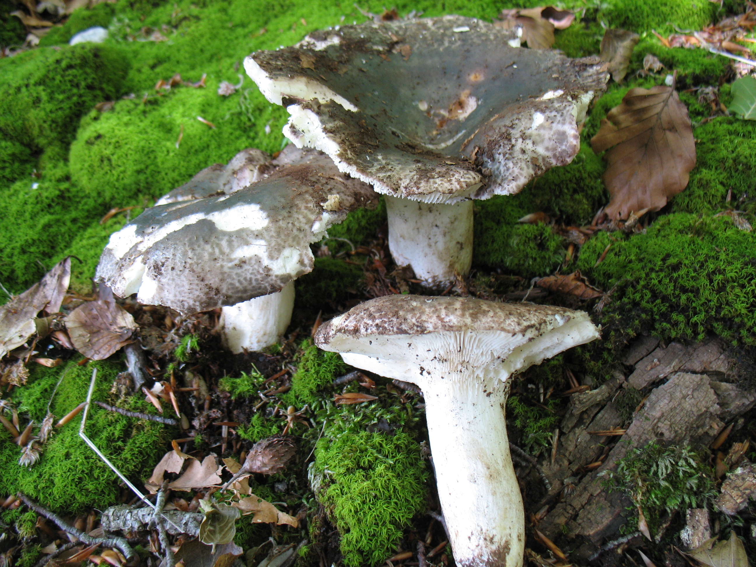 Russula cyanoxantha v. cutefracta