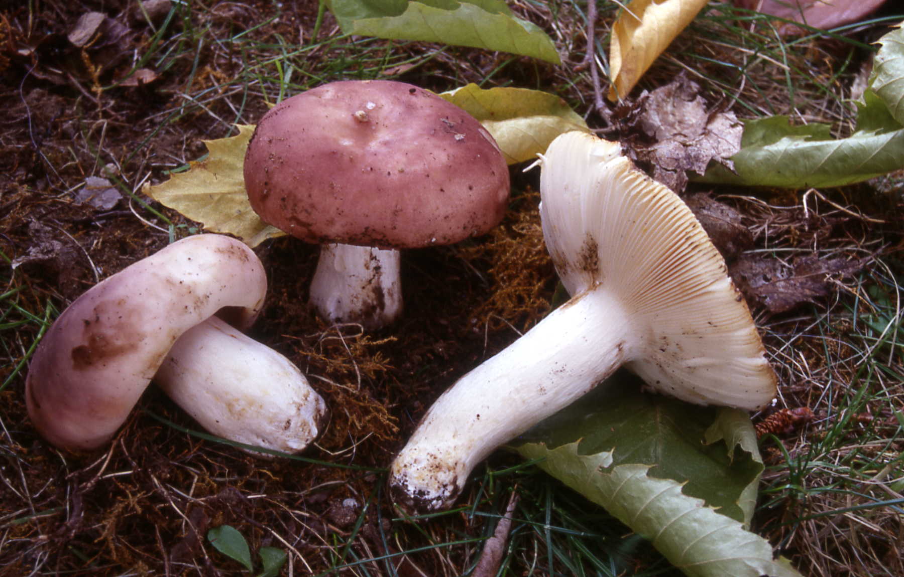 Russula cyanoxantha v.variata+R.vesca