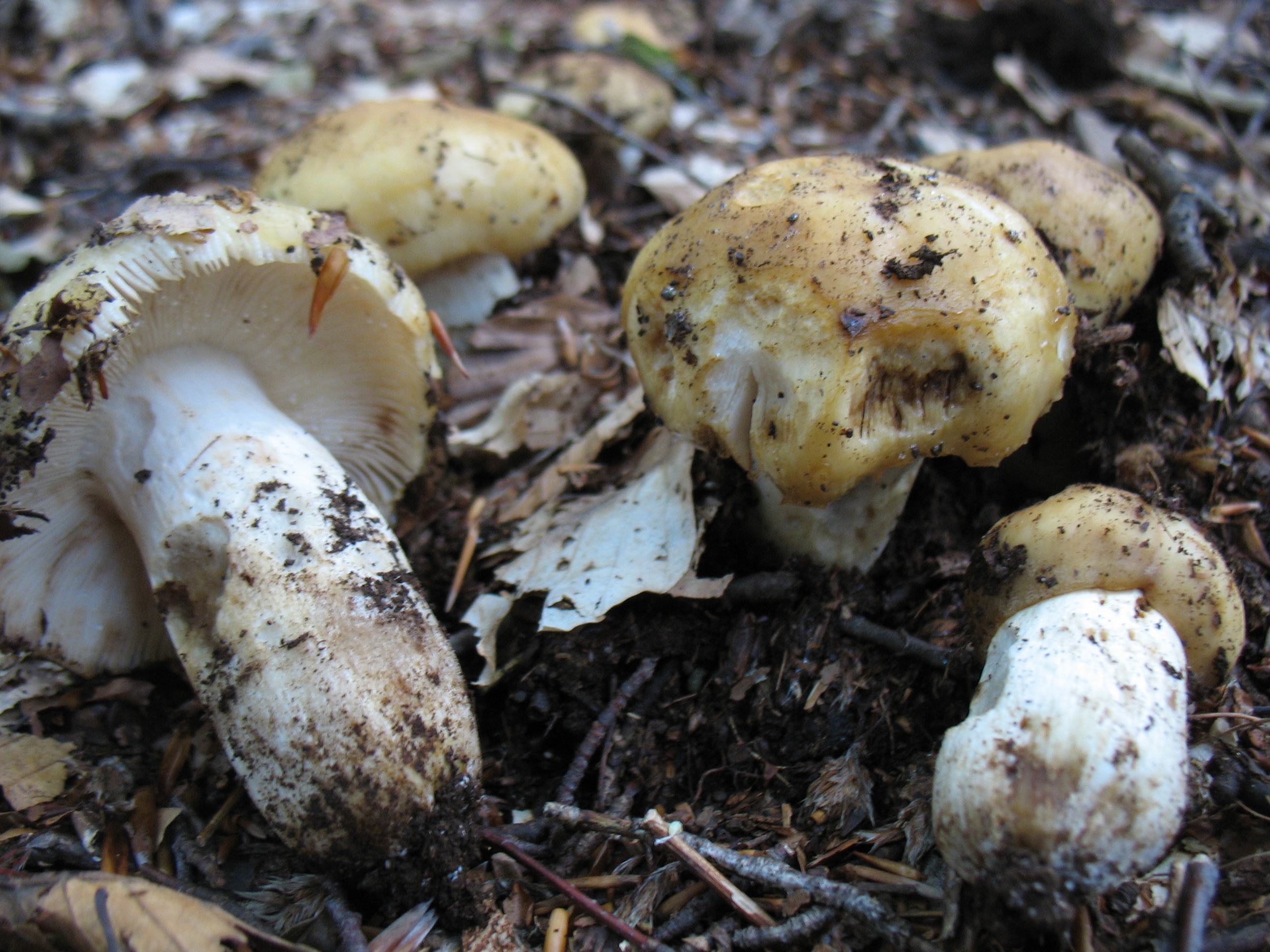 Russula foetens Pers.