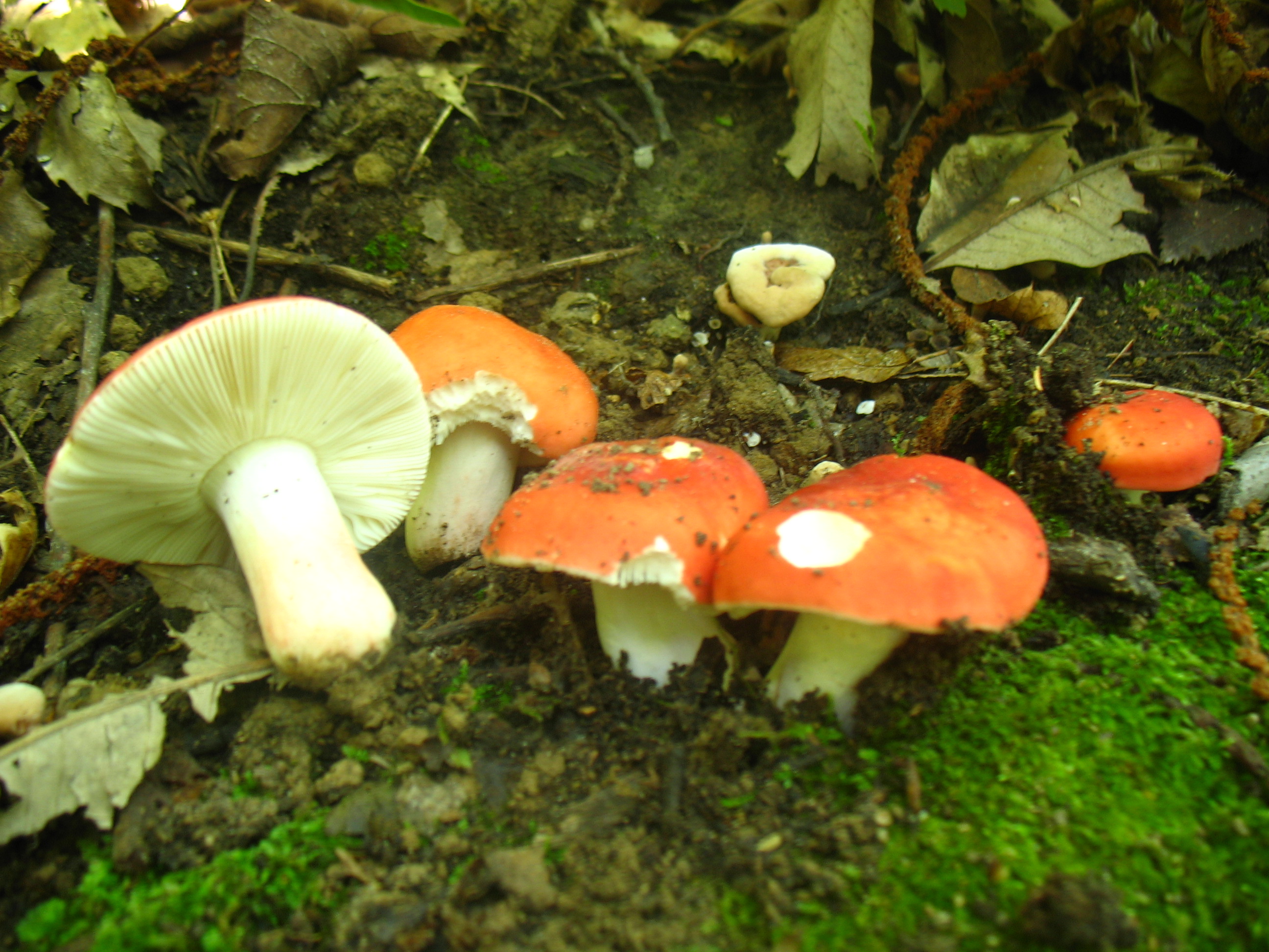 Russula lepida Fr.