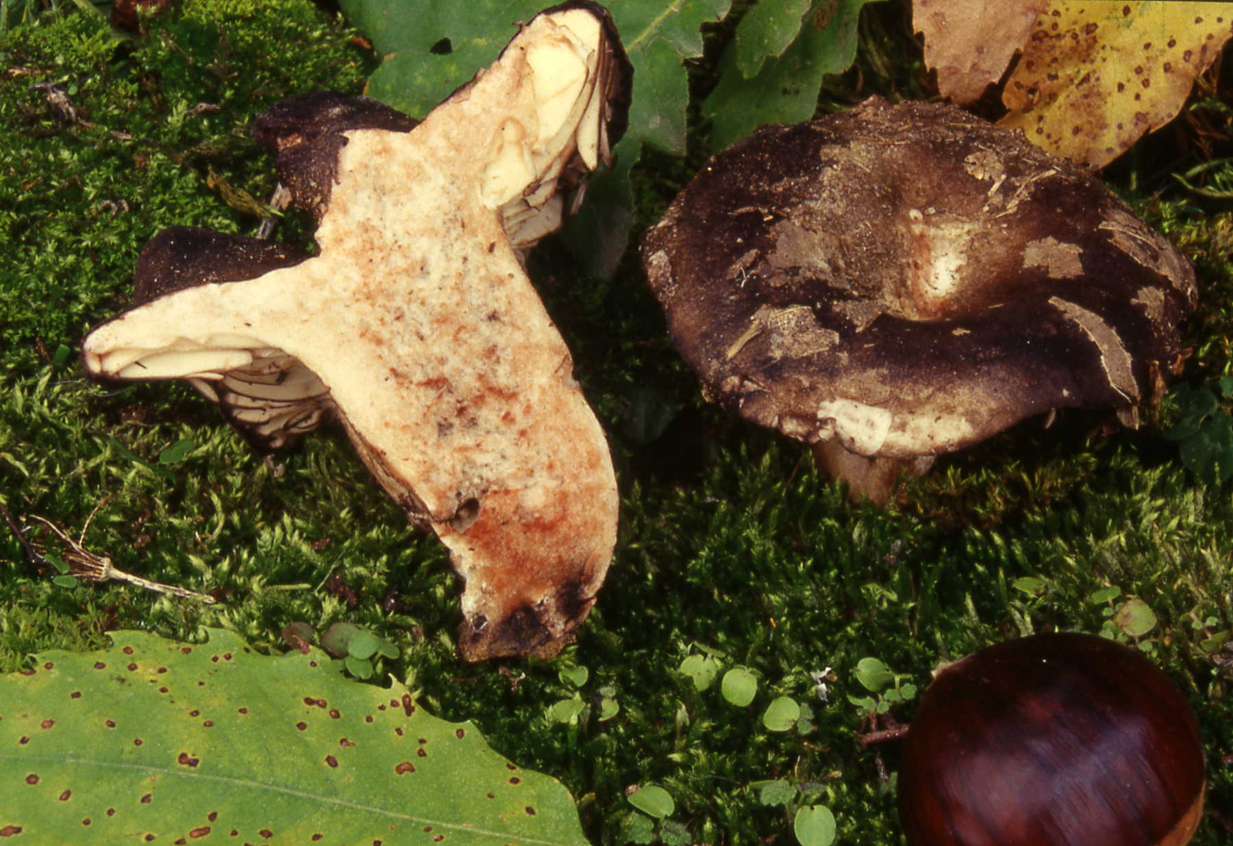 Russula nigricans