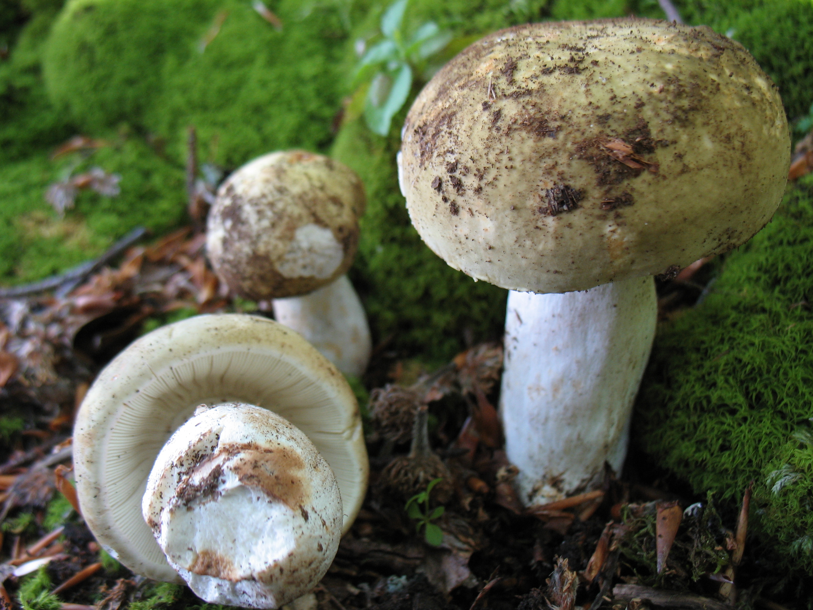 Russula olivacea (Schaeff.) Persoon