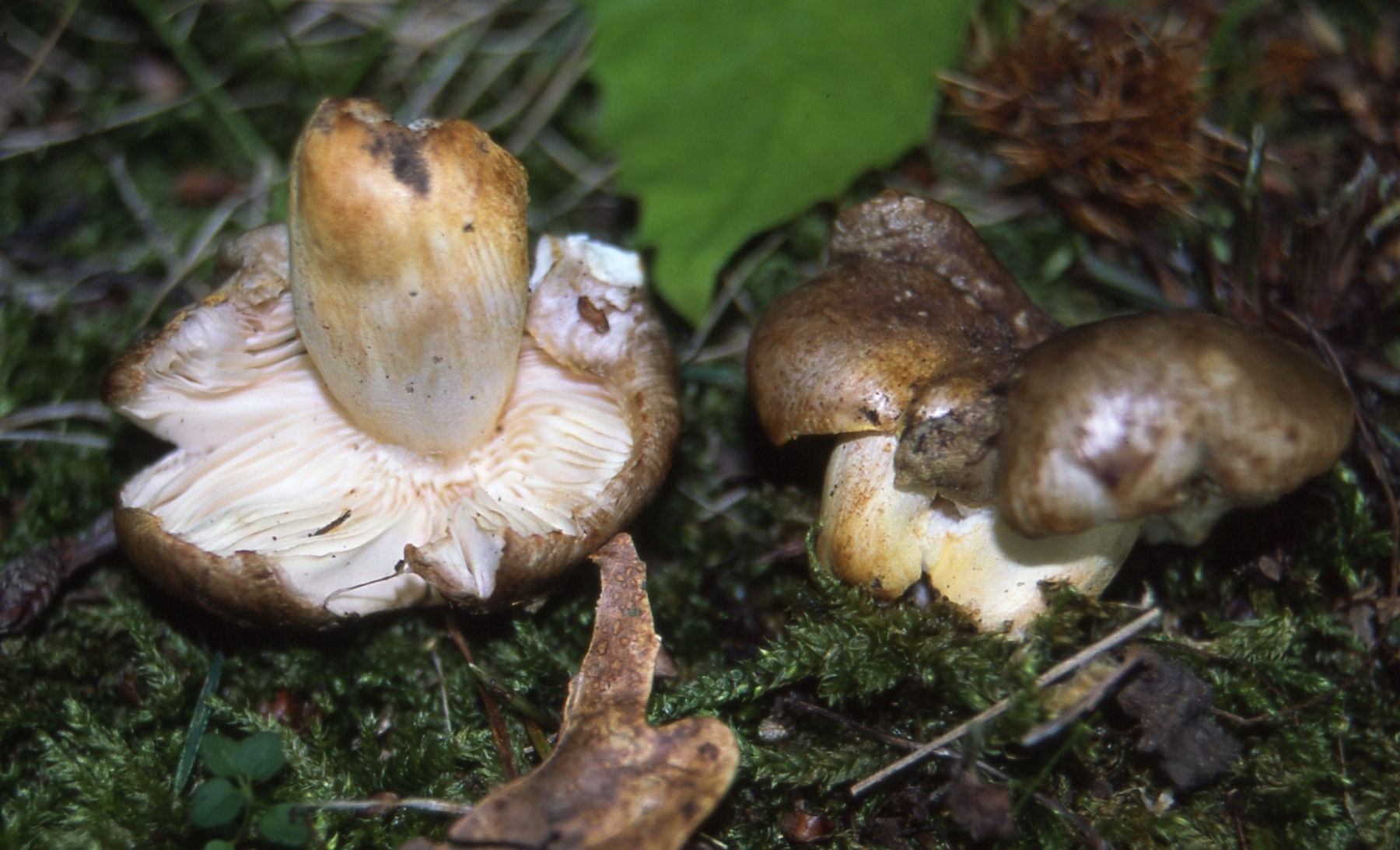 Russula pseudoaffinis