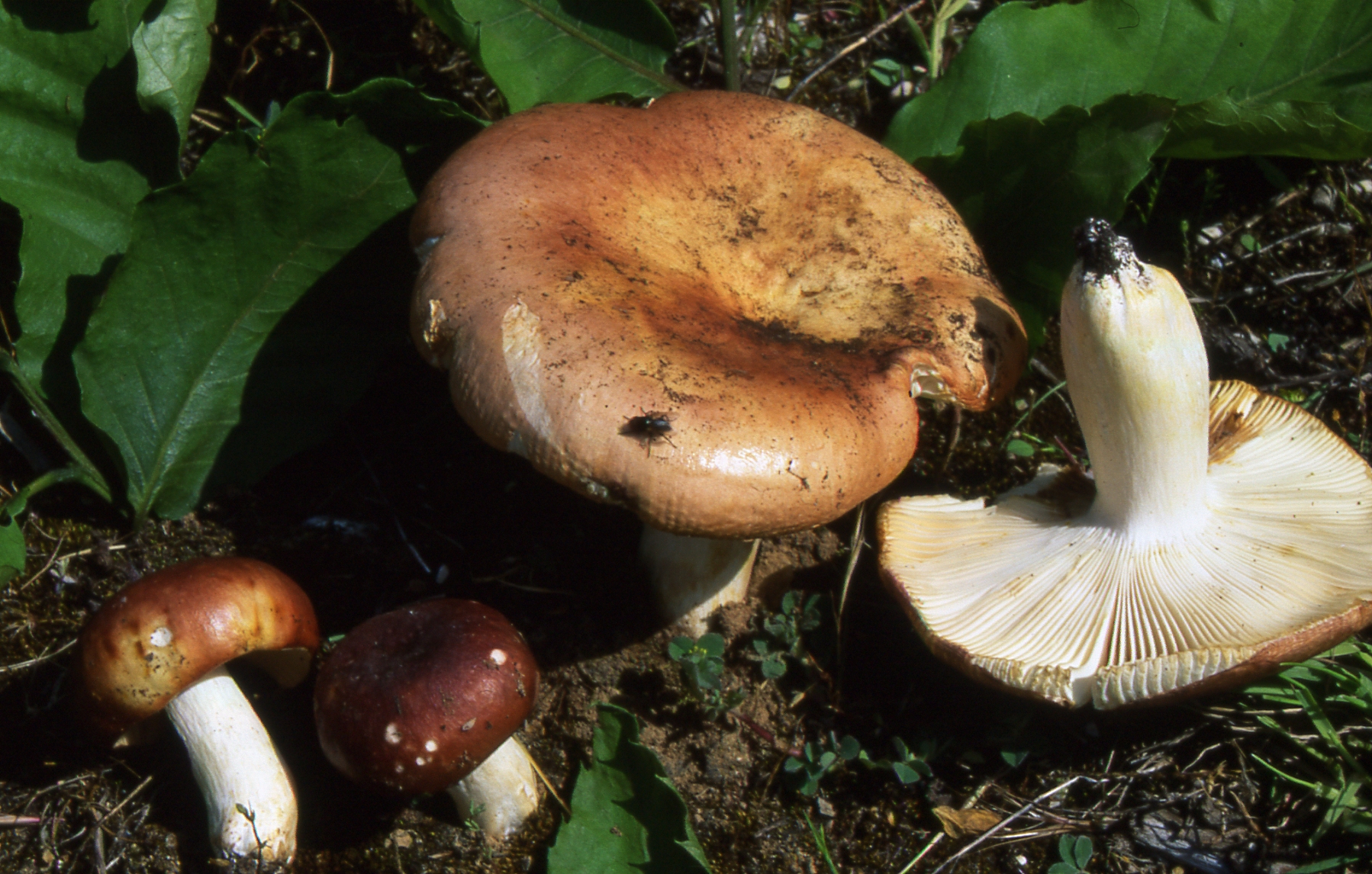 Russula vesca Fr.