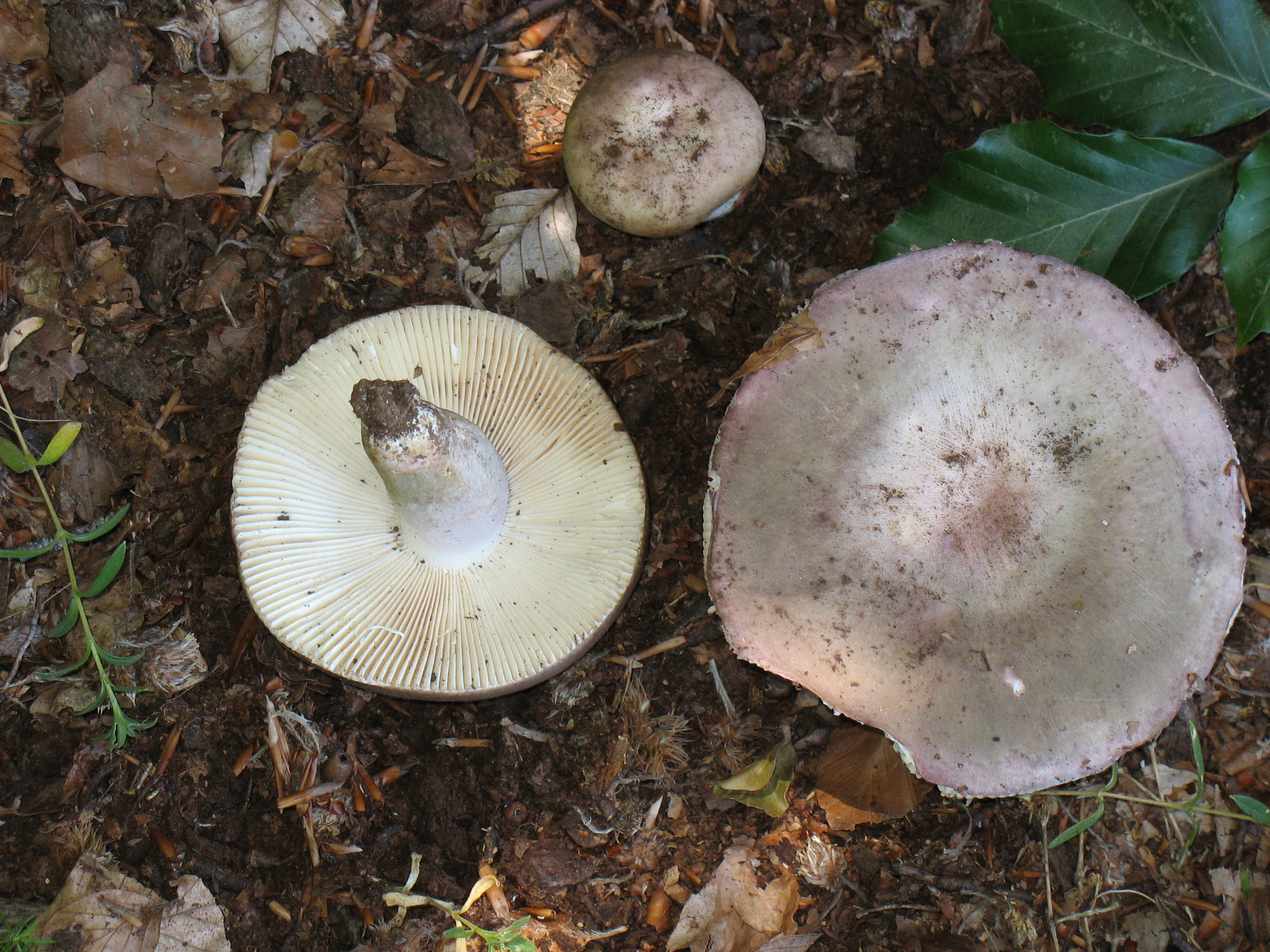 Russula violeipes Quél.
