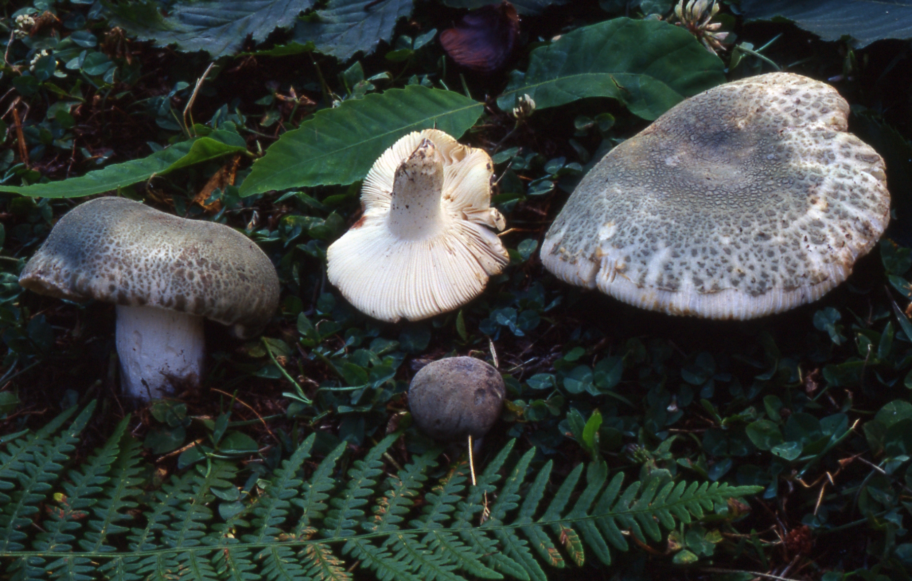 Russula virescens