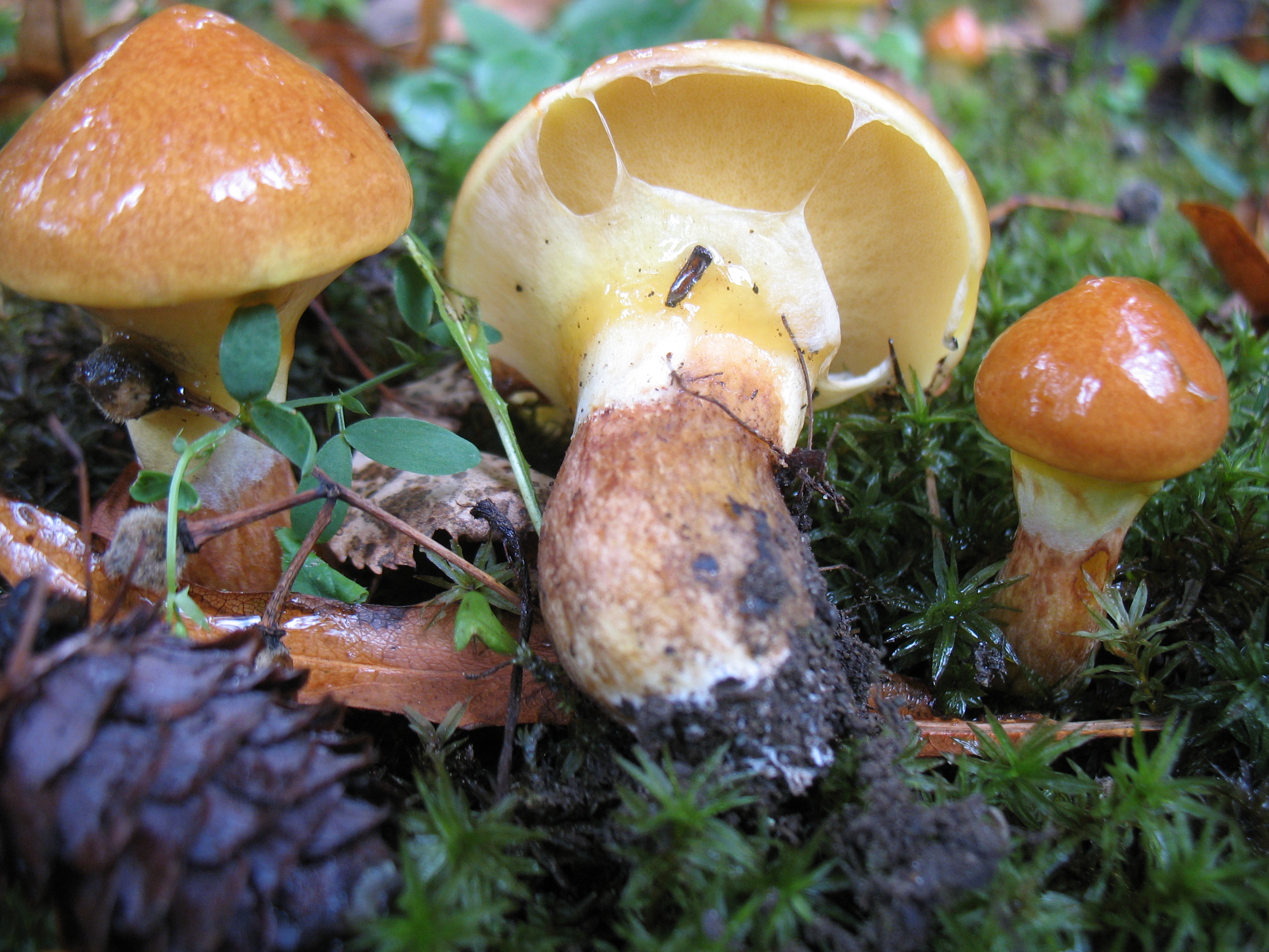 S. grevillei = B.elegans = B. flavus