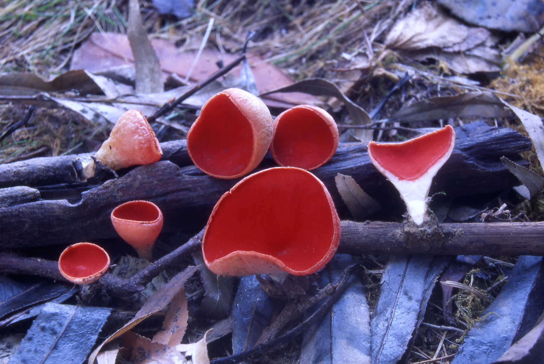 Sarcoscypha coccinea
