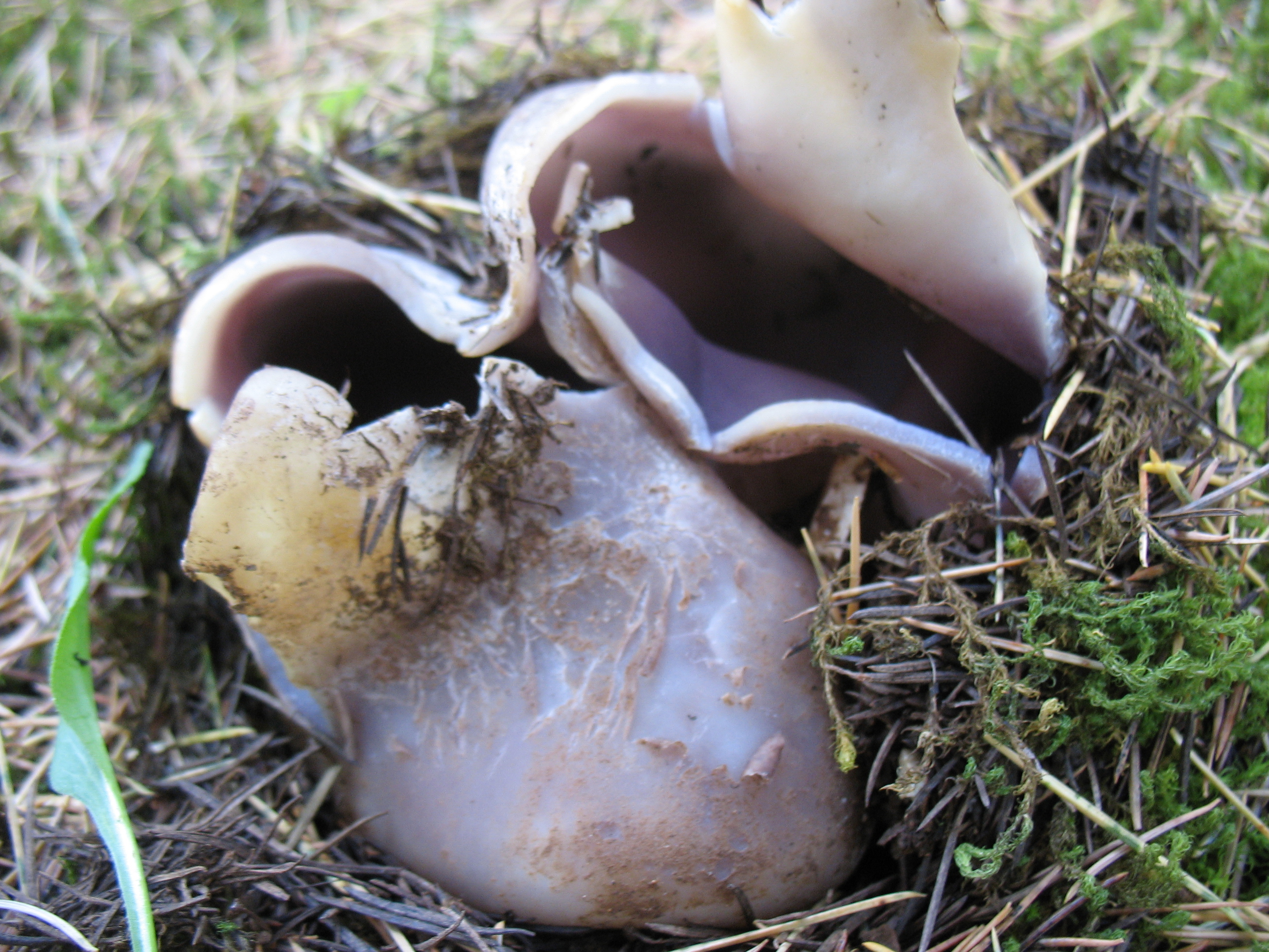 Sarcosphaera coronaria (Jacq.) Boud.