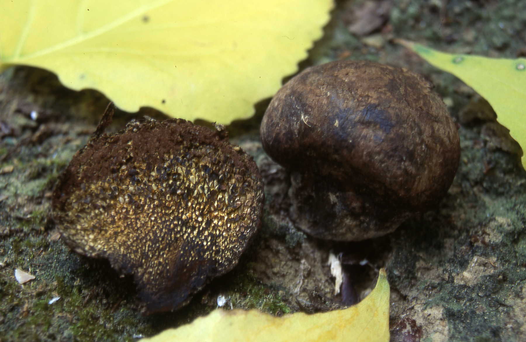 Scleroderma tinctorum