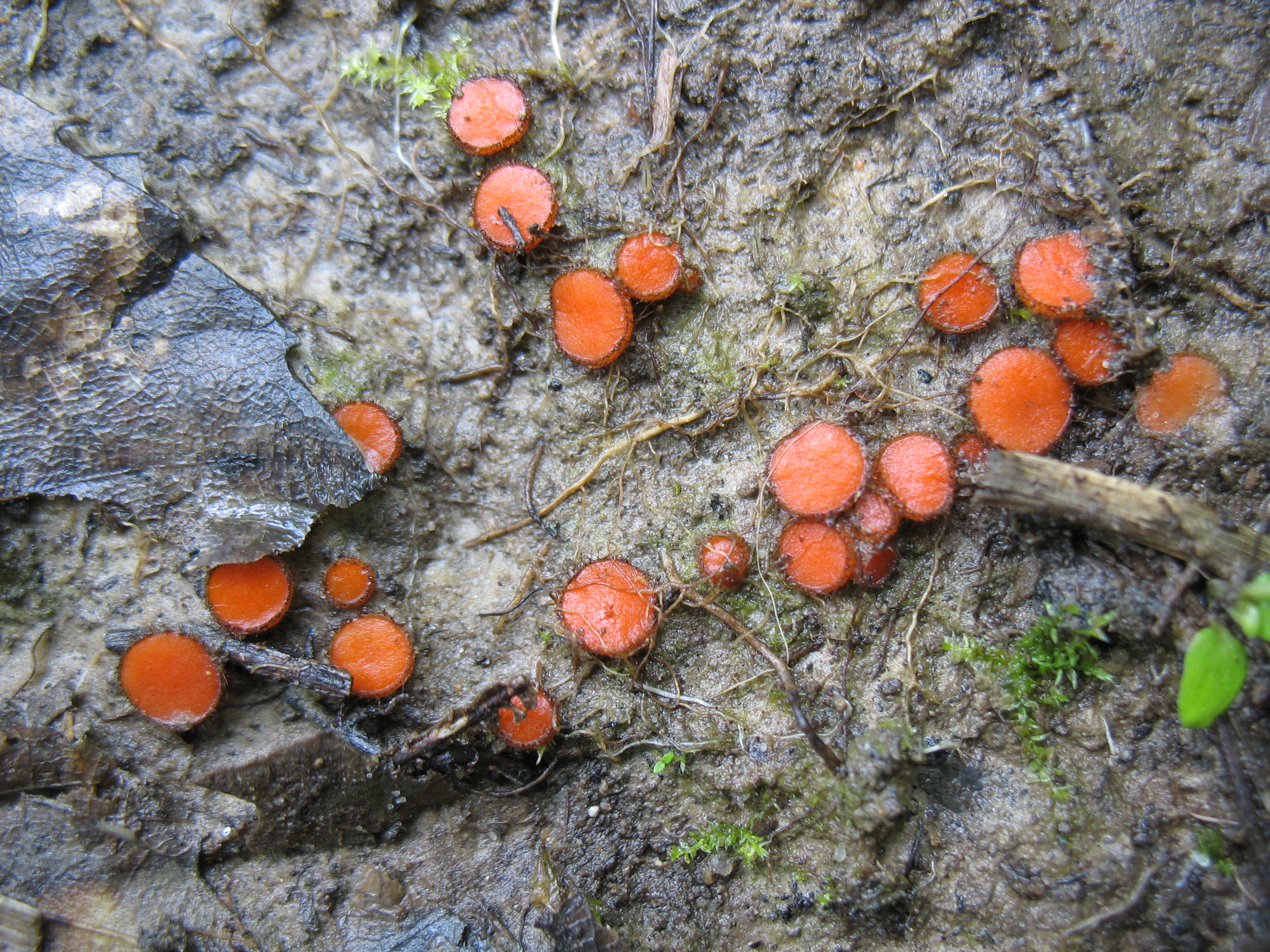 Scutellinia umbrarum