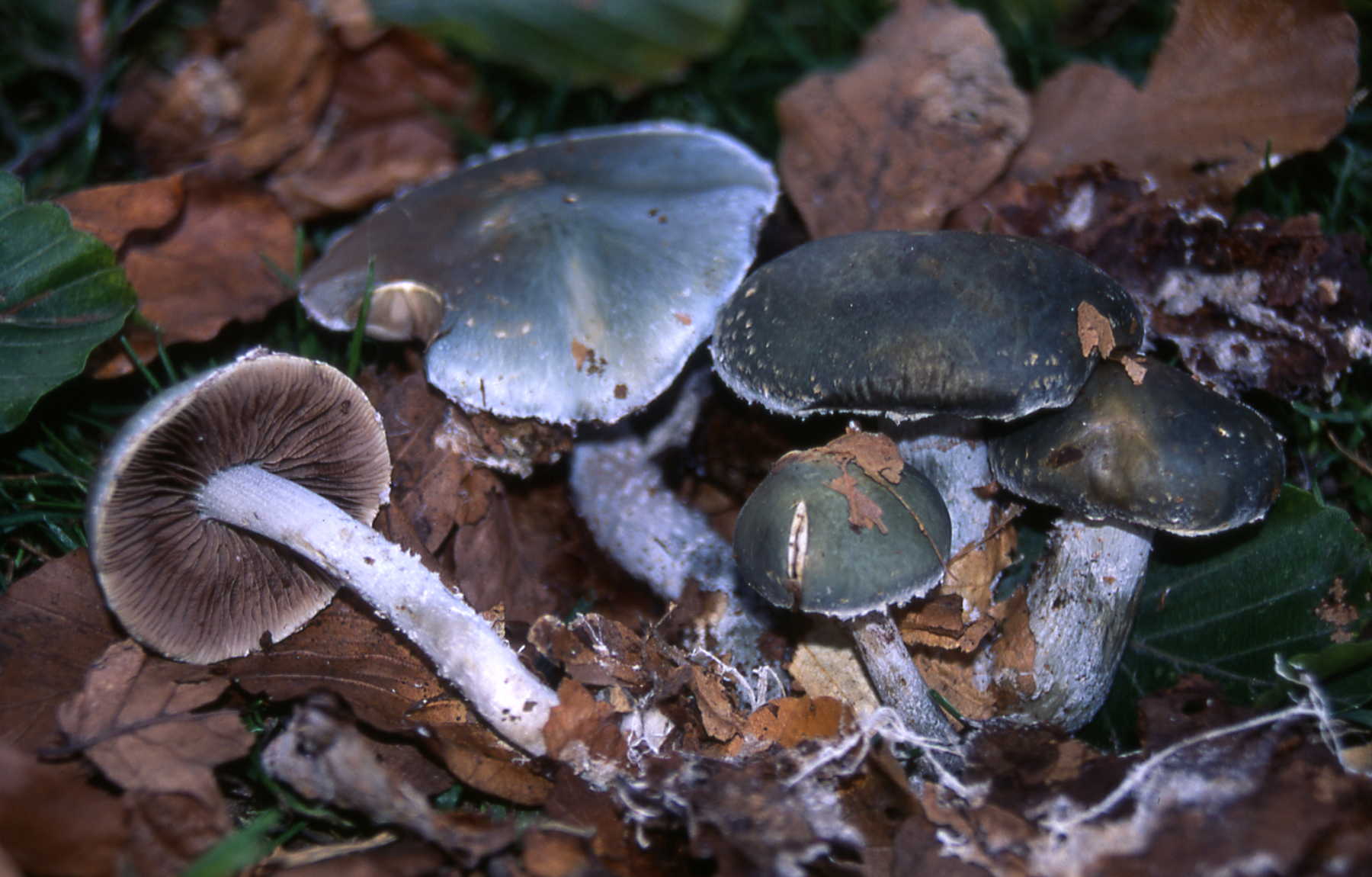 Stropharia aeruginosa (Curtis) Quél.