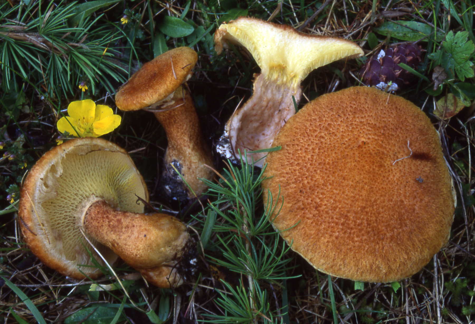 Boletinus cavipes (Klotzsch) Kalchbr.