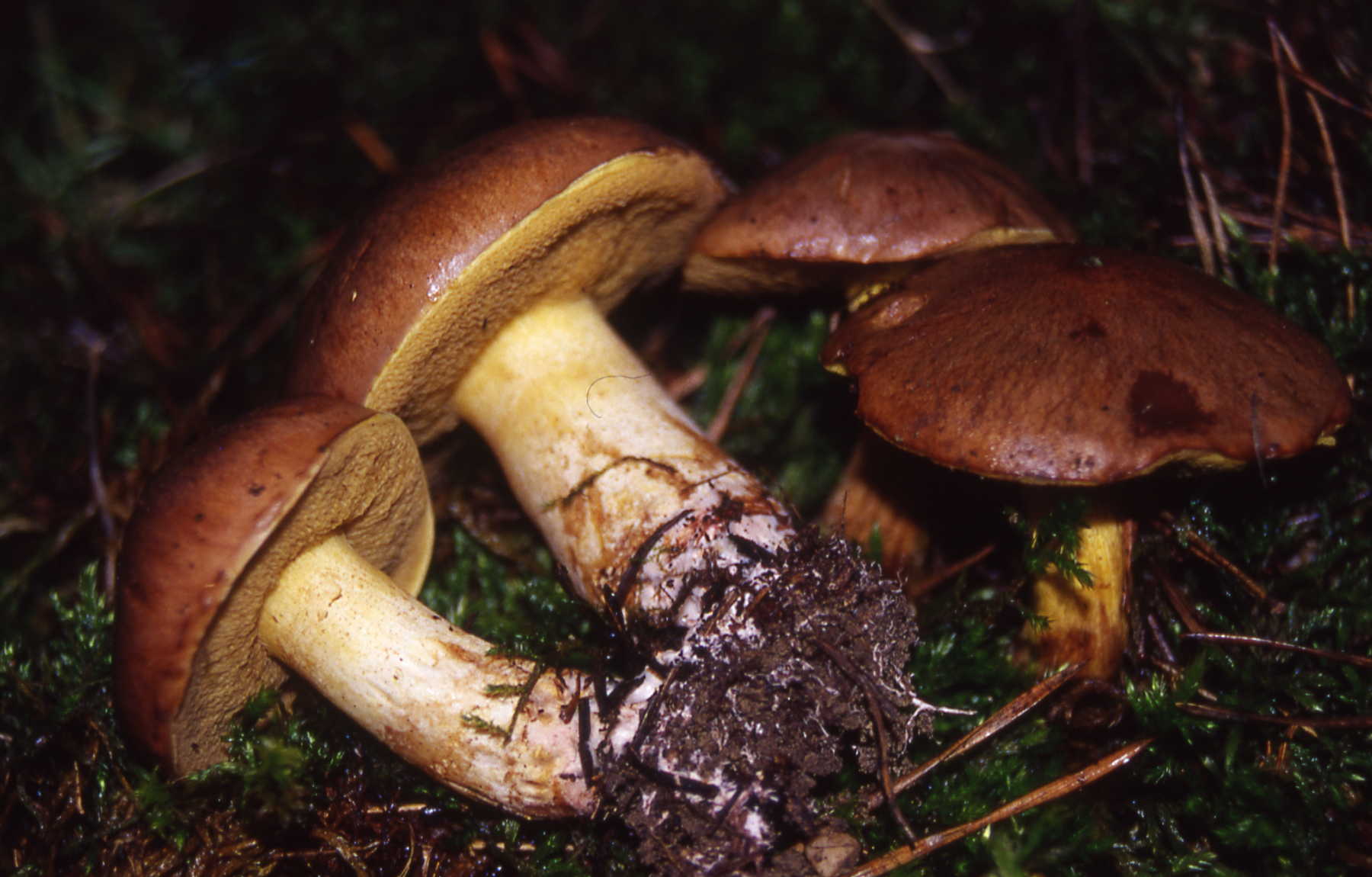 Suillus collinitus (Fr.) Kuntze