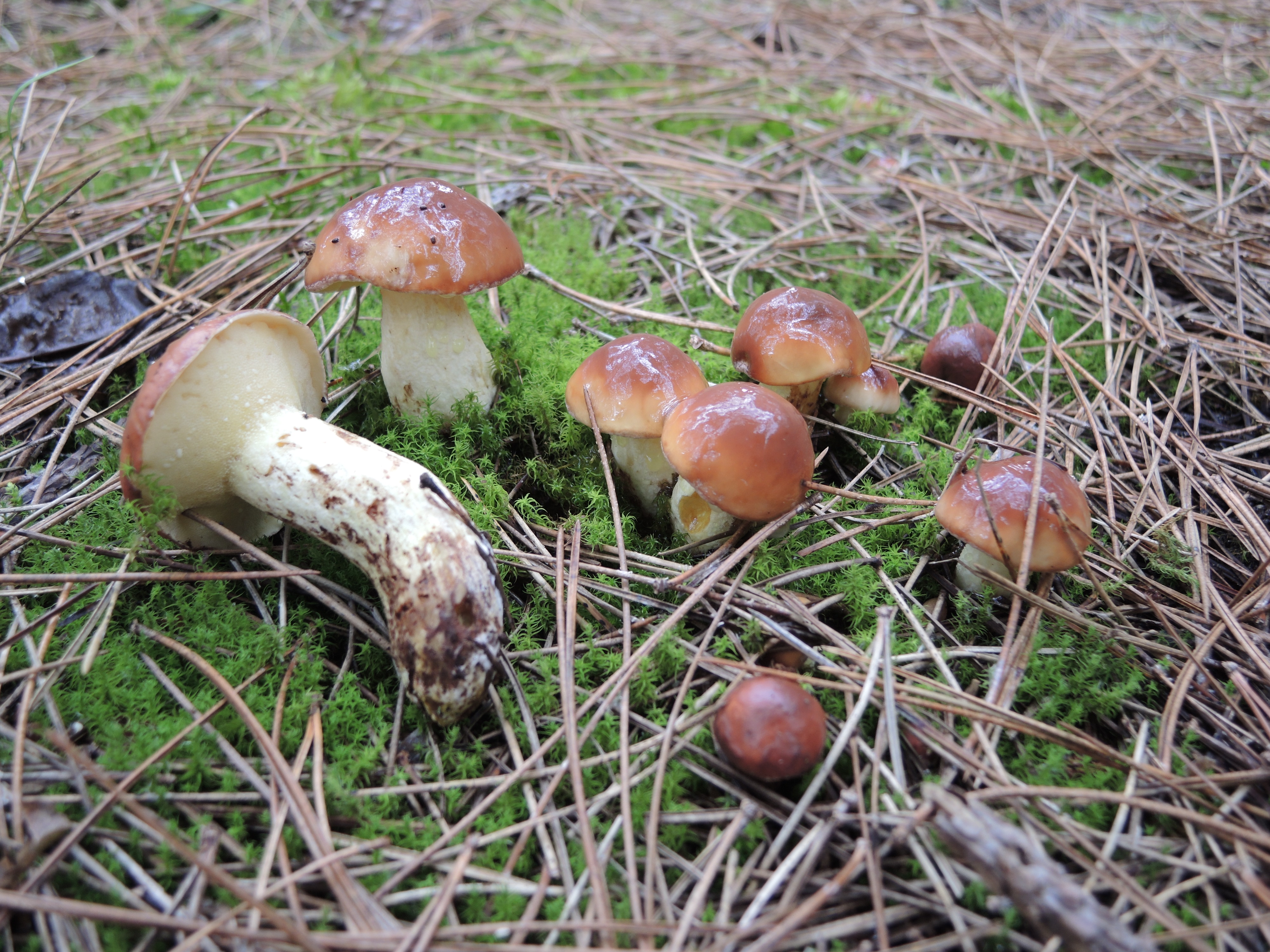 Suillus granulatus (L.) Kuntze