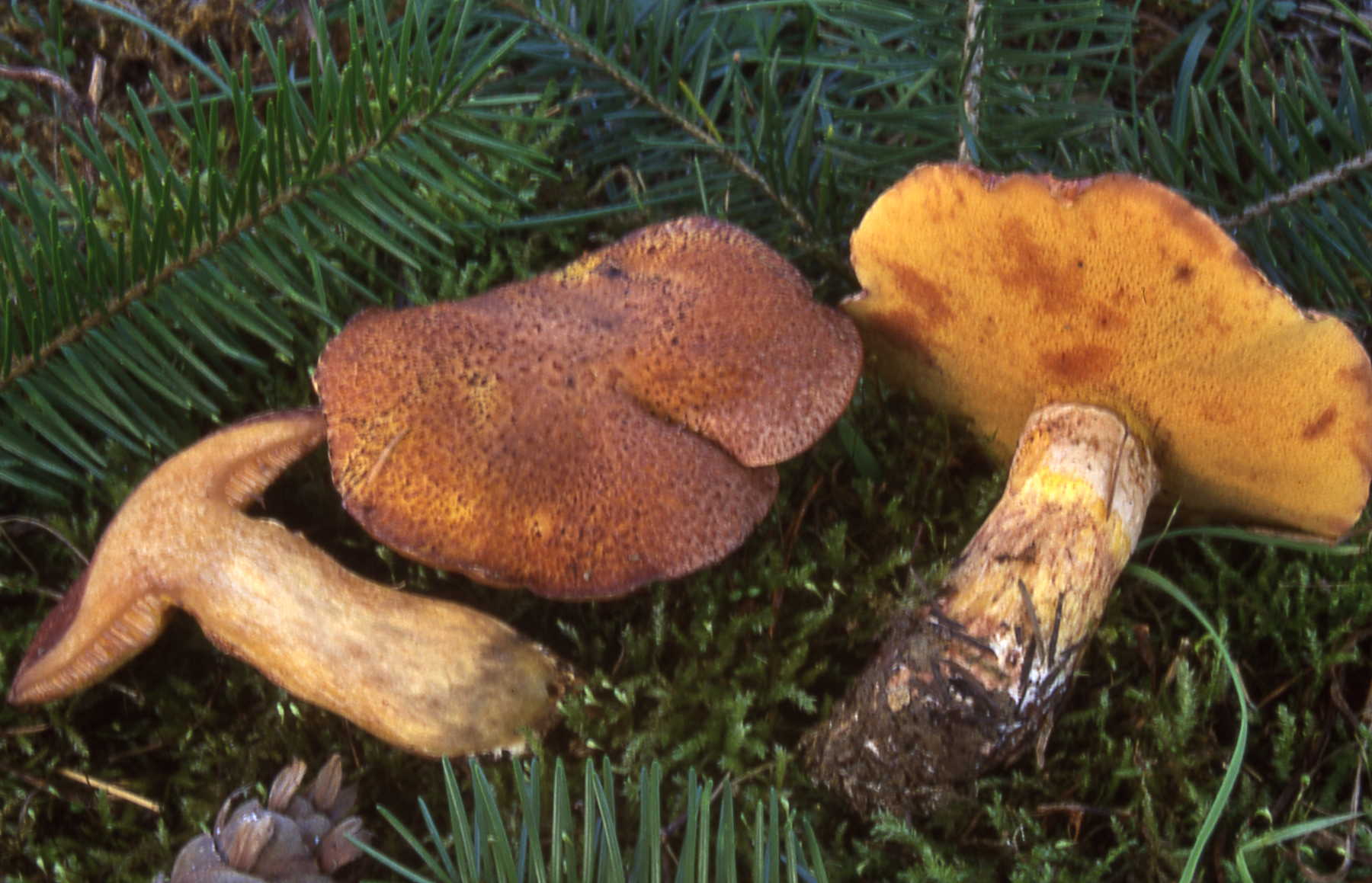 Suillus lakei (Murrill) Smith et Thiers = Boletinus lakei (Murrill) Singer