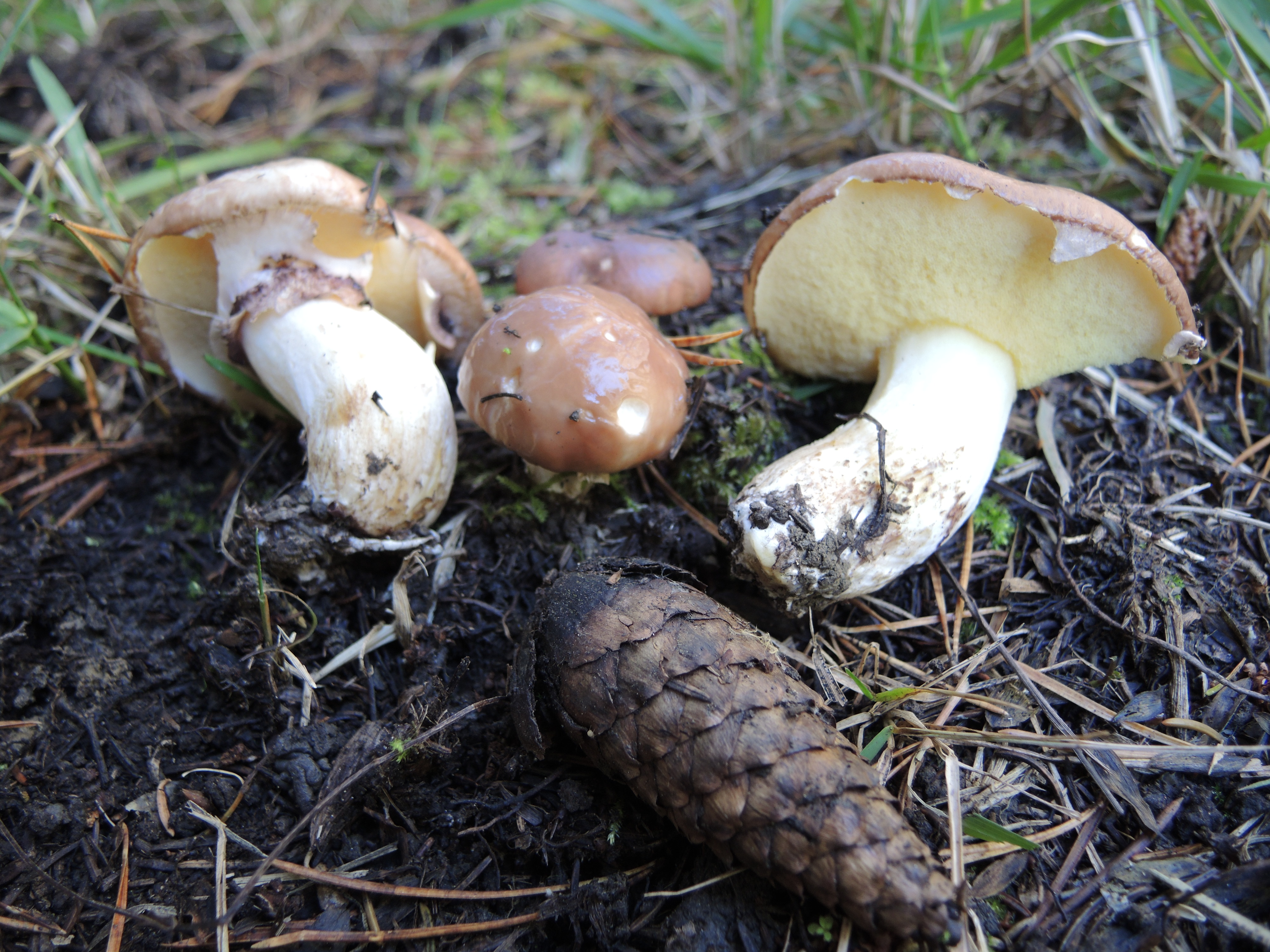Suillus luteus (L.) Roussel