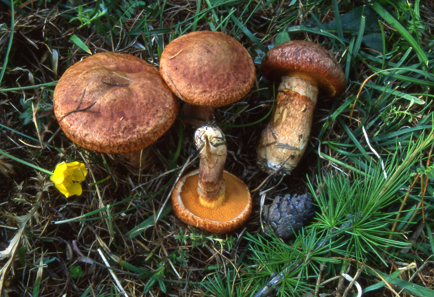 Suillus tridentinus (Bres.) Singer