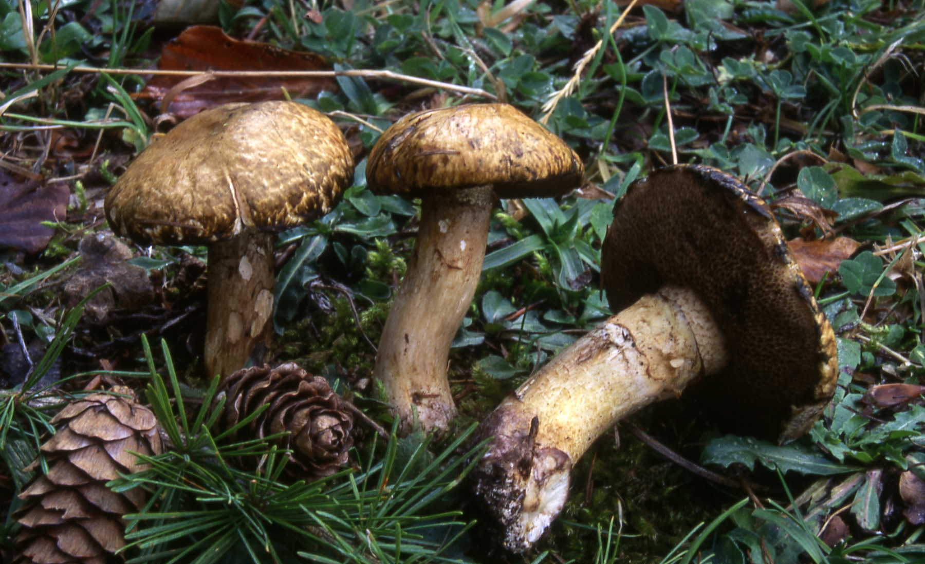 Suillus viscidus (L.) Roussel = S.laricinus (Berk.) Kuntze