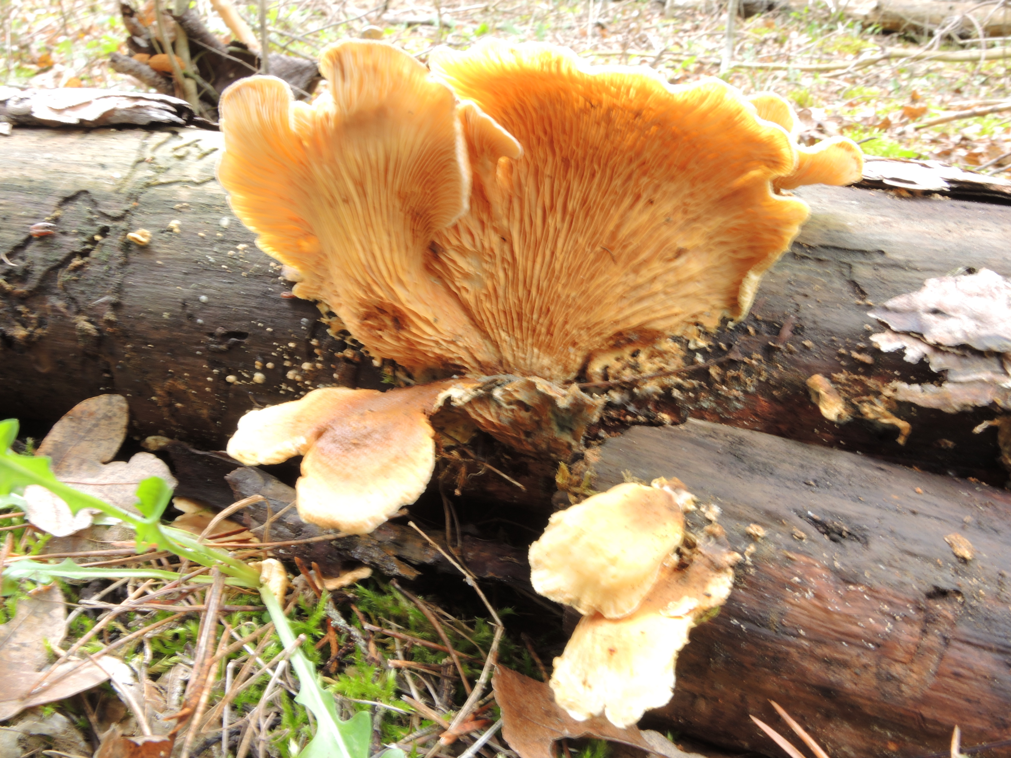 Tapinella panuoides (Fr.) E.J. Gilbert. = Paxillus panuoides (Fr.;Fr.) Fr.