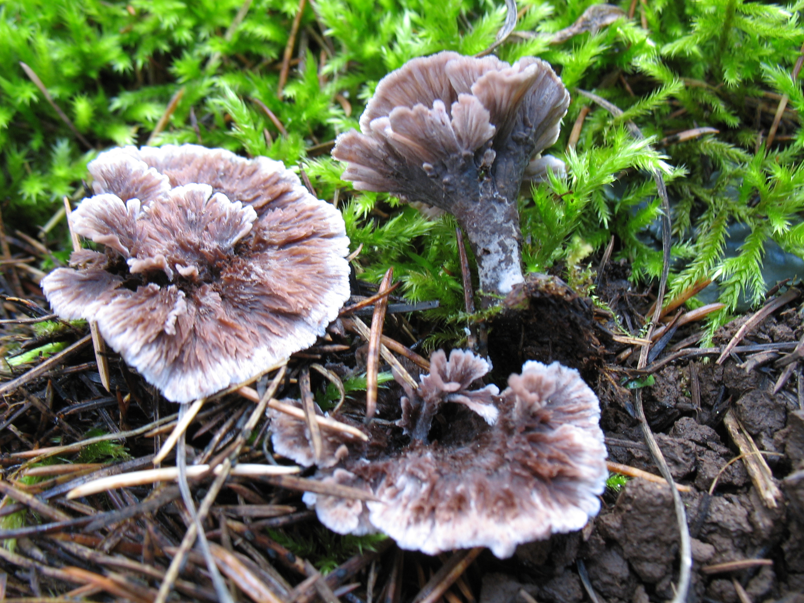 Thelephora terrestris Ehrh. : Fr.