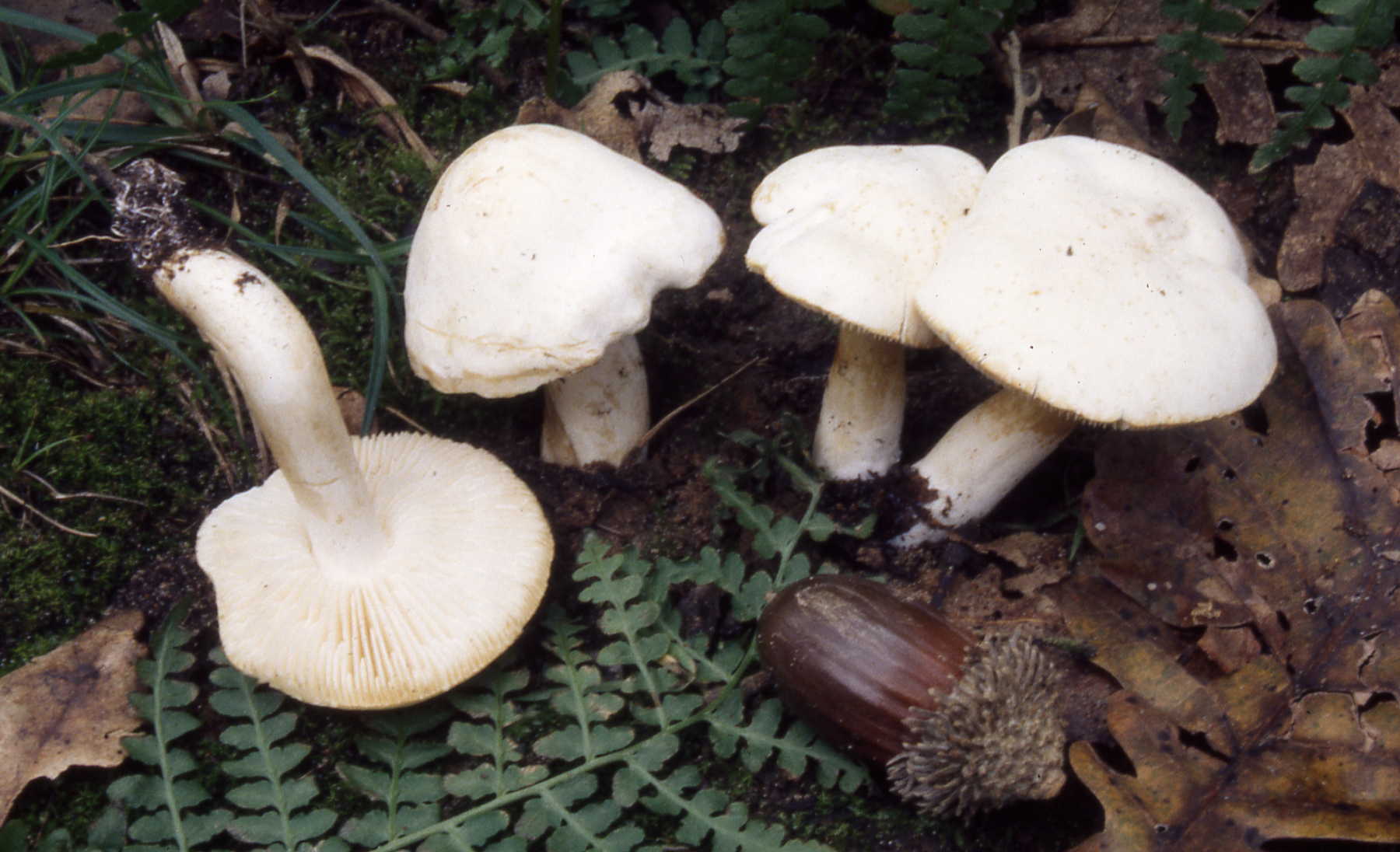 Tricholoma album (Schaeff.: Fr.) P.Kumm.
