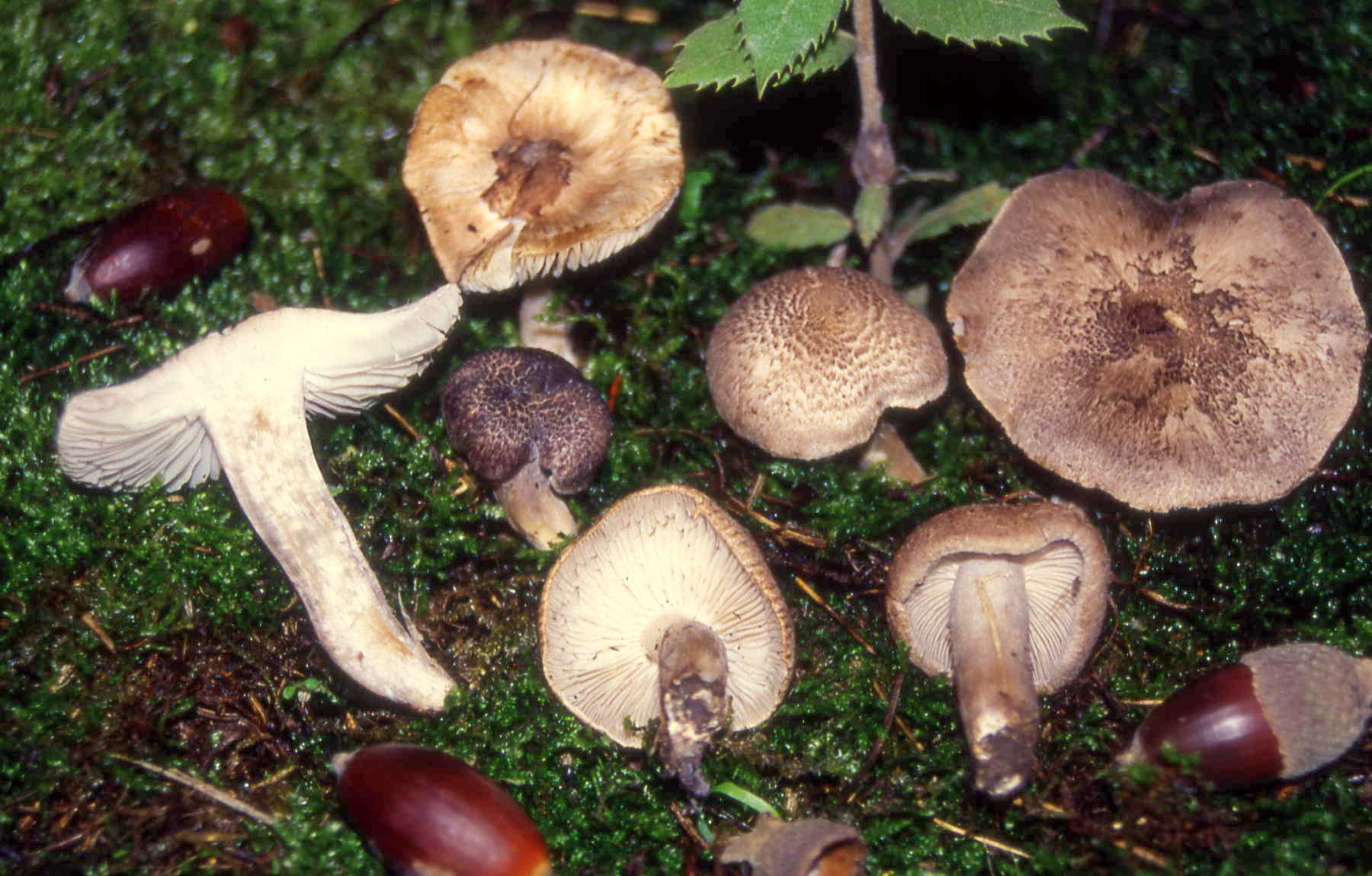 Tricholoma argiraceum (Bull.) Gill.
