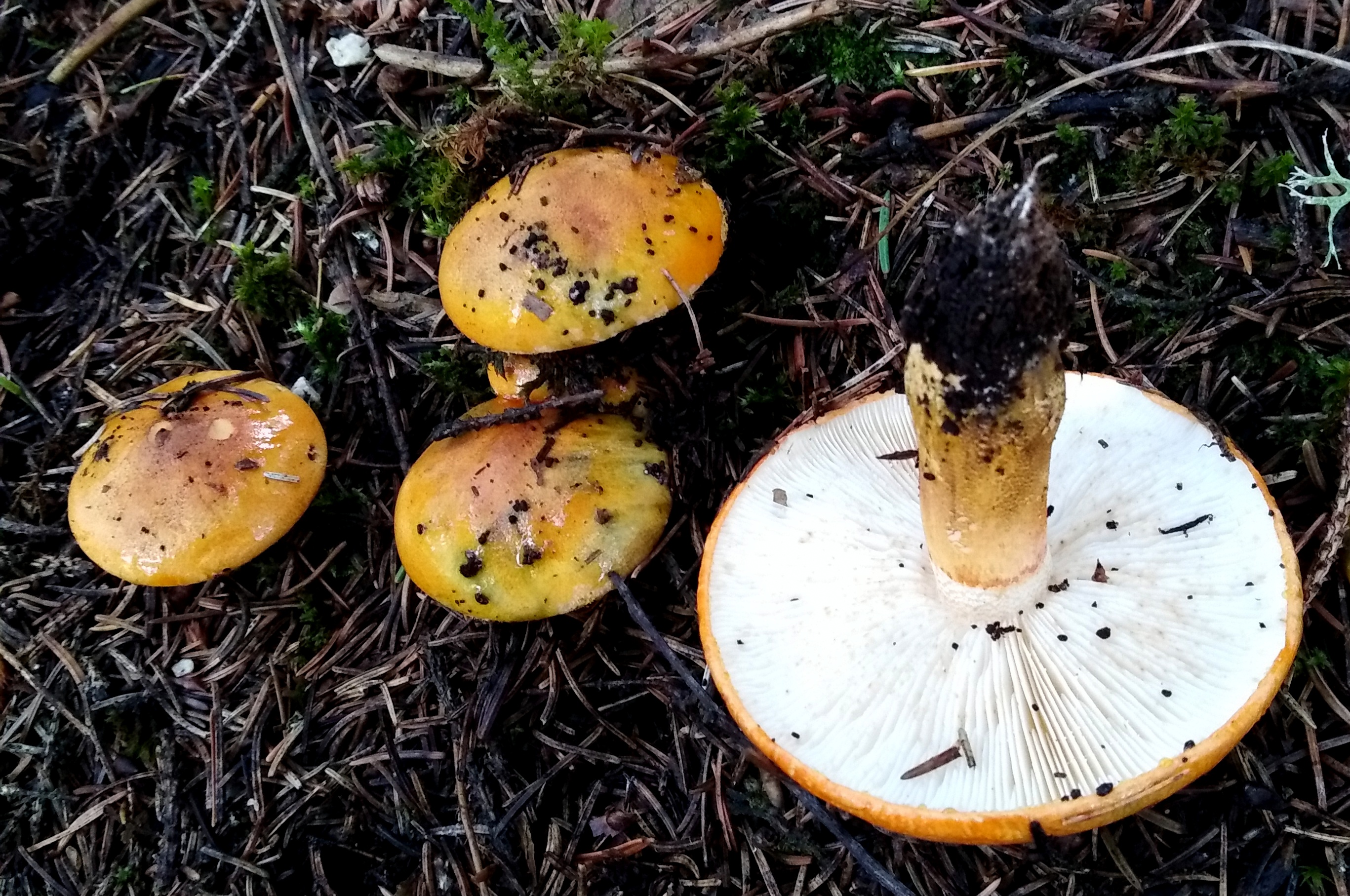 Tricholoma aurantium (Schaeff.:Fr.) Ricken