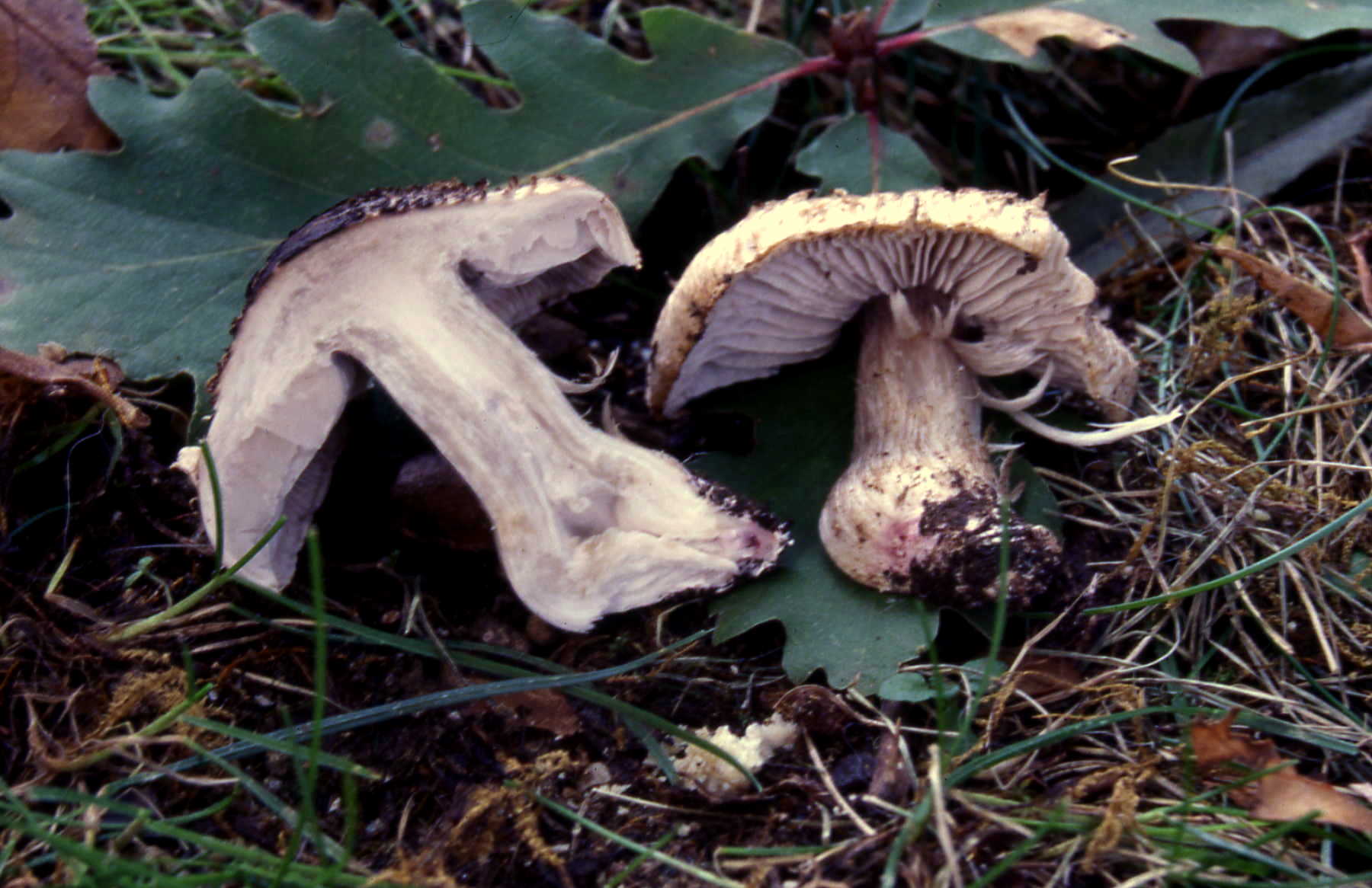 Tricholoma basirubens (Bon) Riva & Bon
