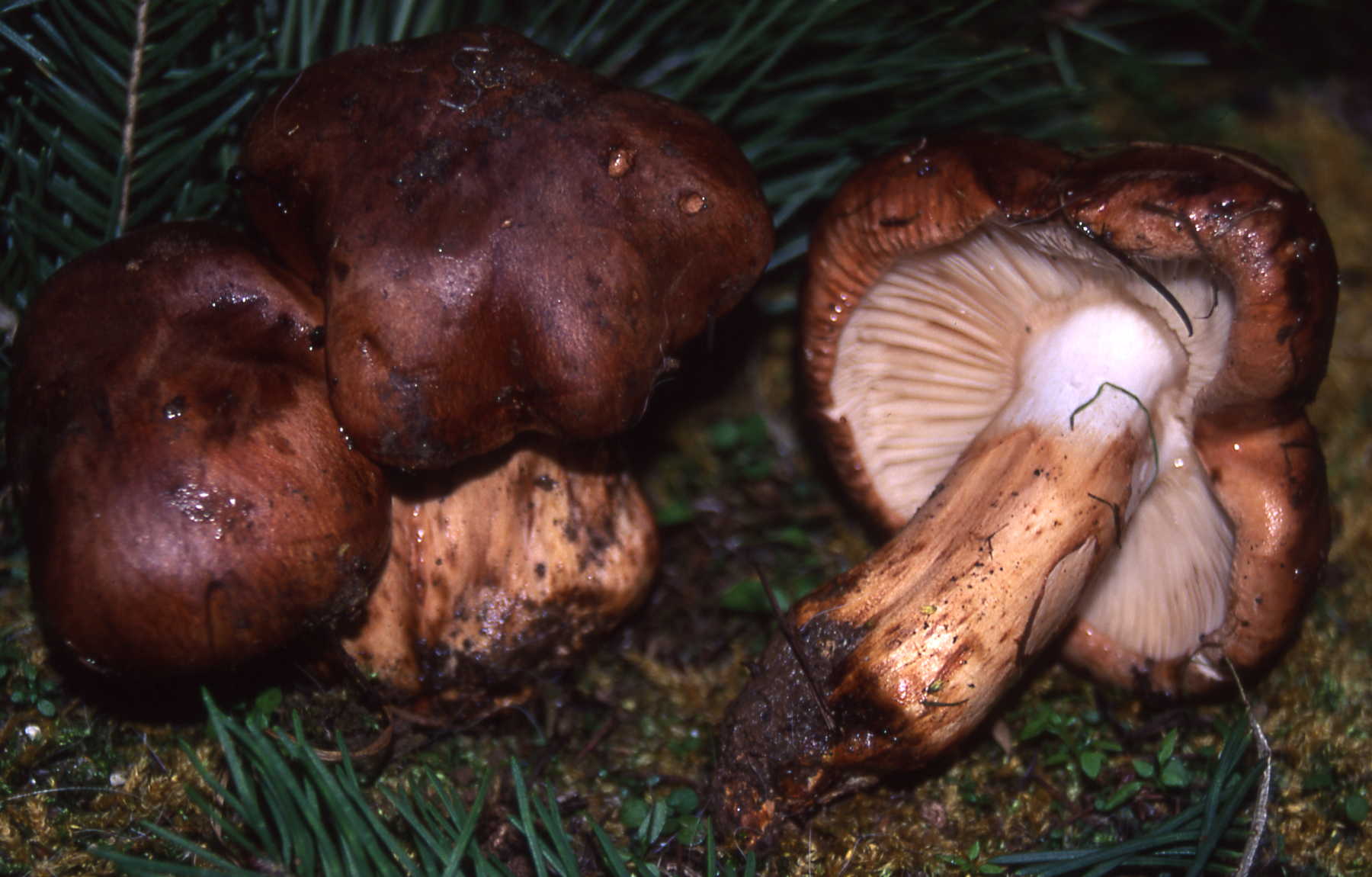 Tricholoma batschii Gulden = T.fracticum (Britzelm.) Kreisel