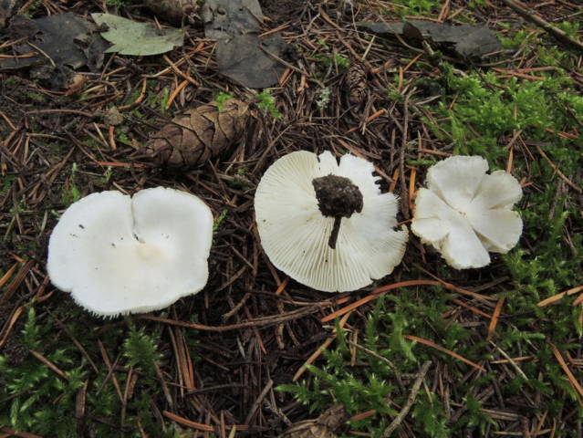 Trovato il Tricholoma bonii fungo di recente classificazione. (L.Curti)