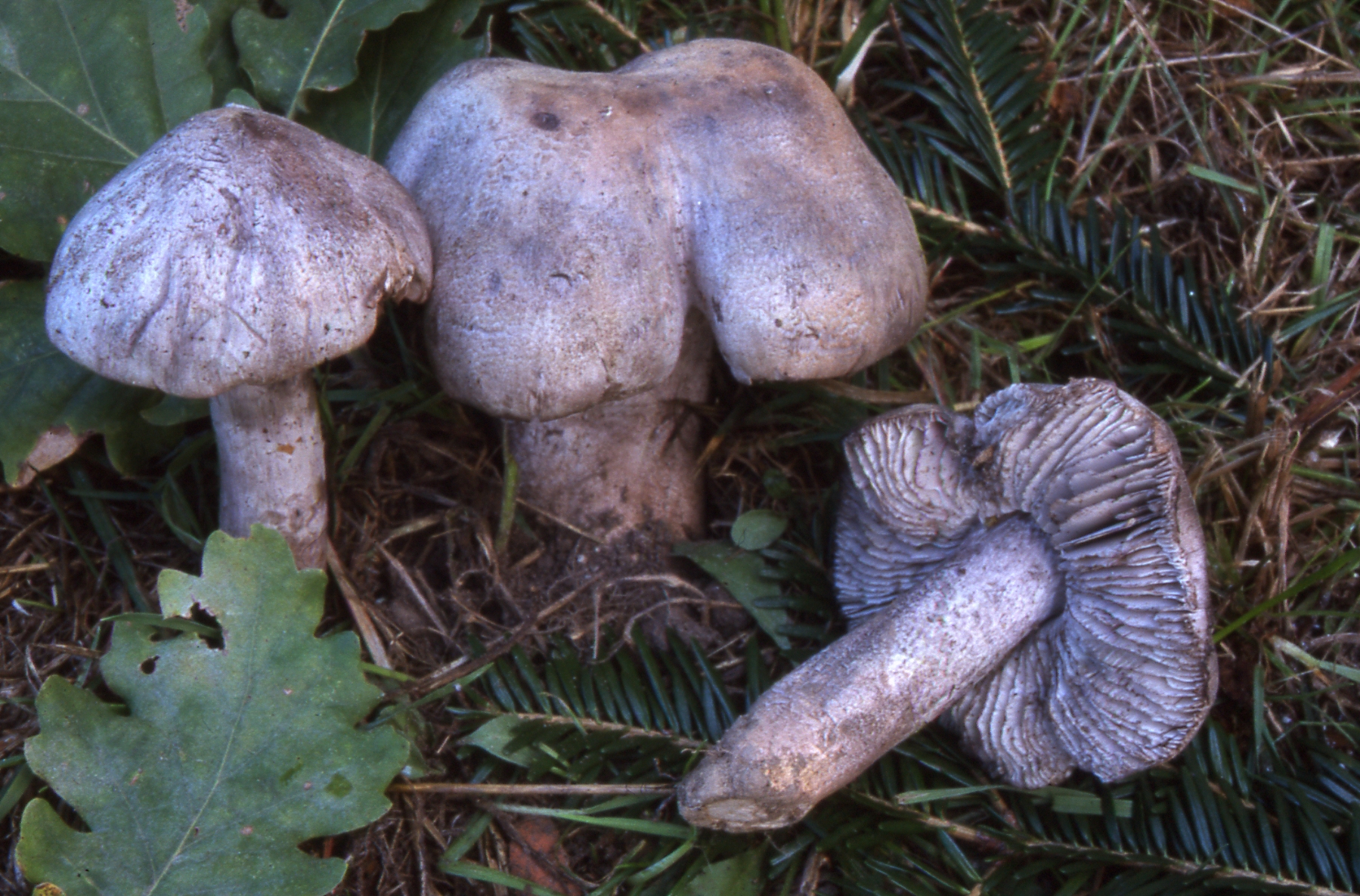 Tricholoma bresadolanum Clémençon