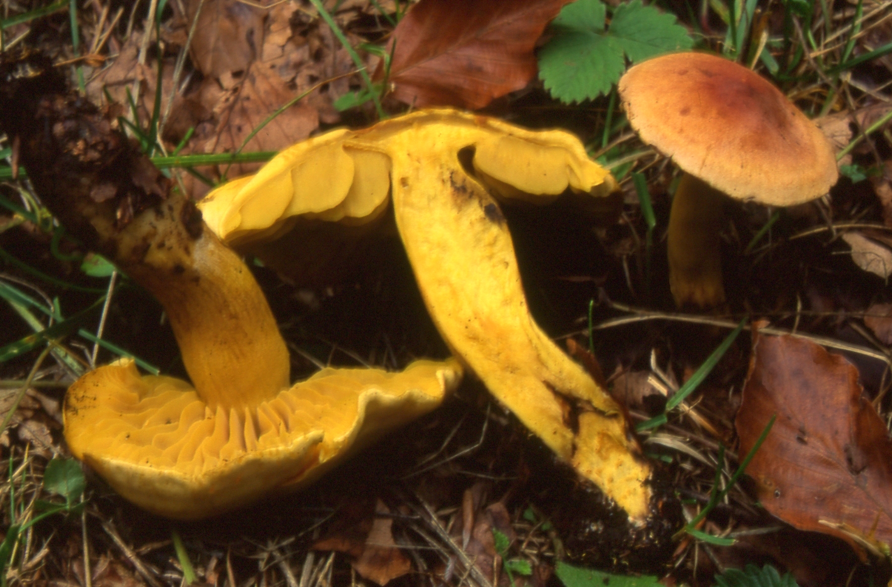 Tricholoma bufonium (Pers.:Fr.) Gillet