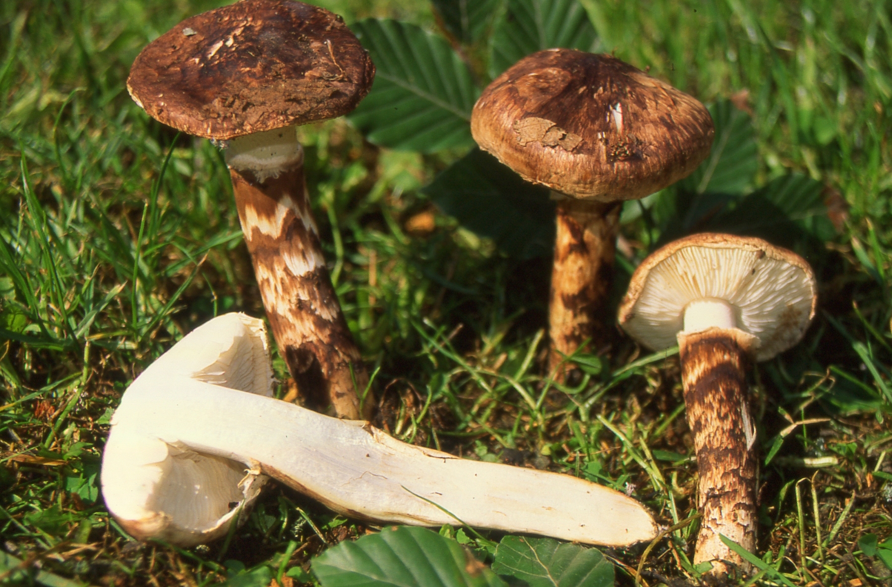 Tricholoma caligatum (Viv.) Ricken