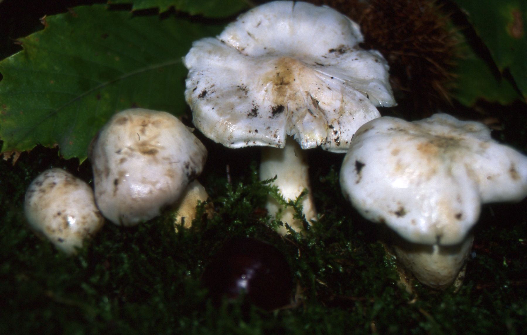 Tricholoma columbetta (Fr.:Fr.)P.Kumm.