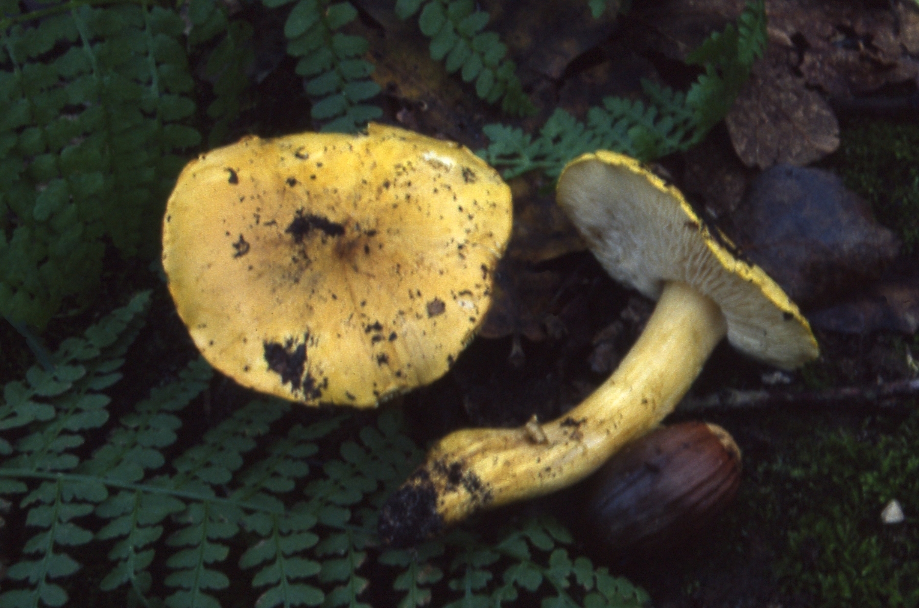 Tricholoma coryphaeum (Fr.)Gillet