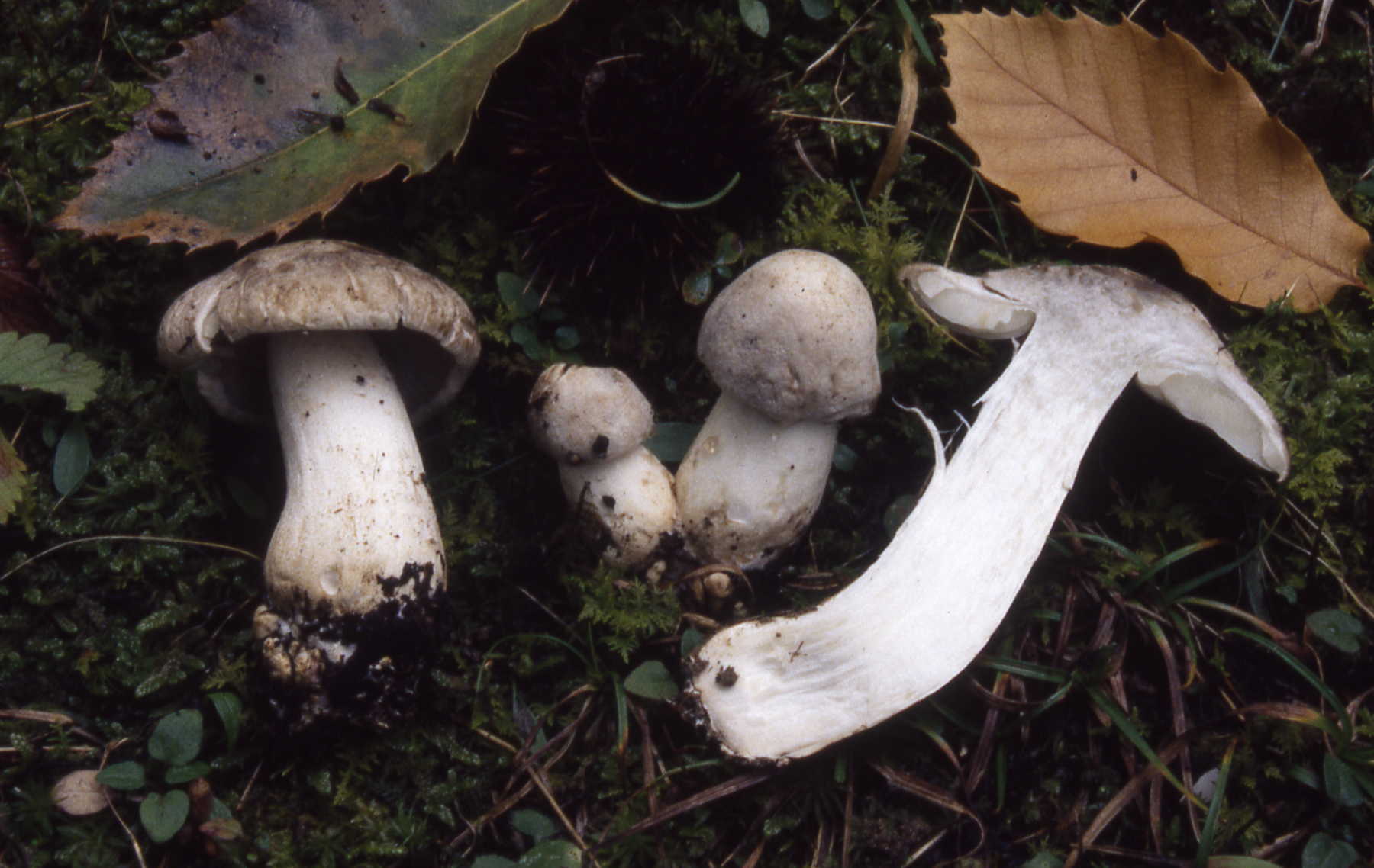 Tricholoma filamentosum (Alessio) Alessio