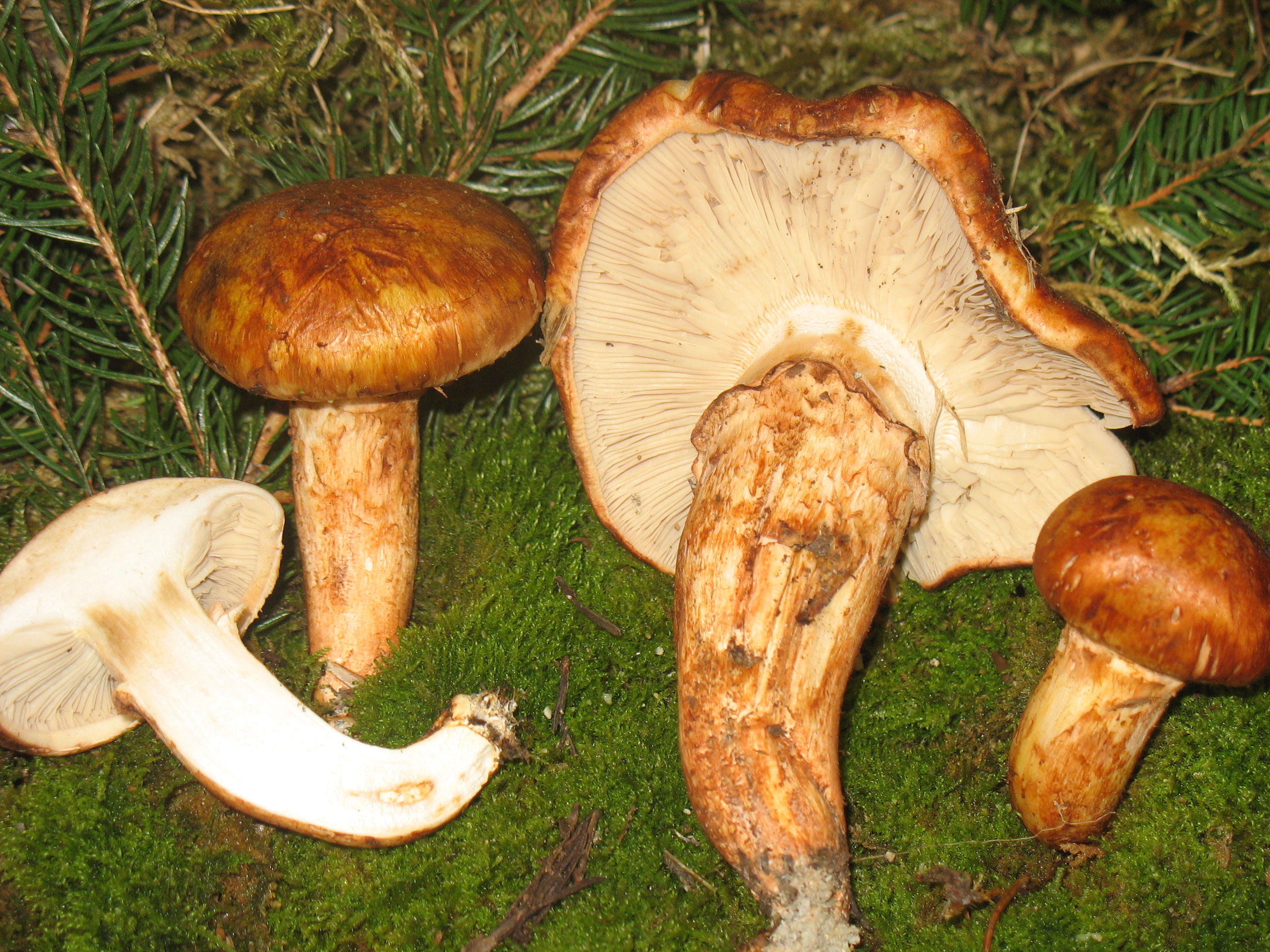 Tricholoma focale (Fr.) Ricken