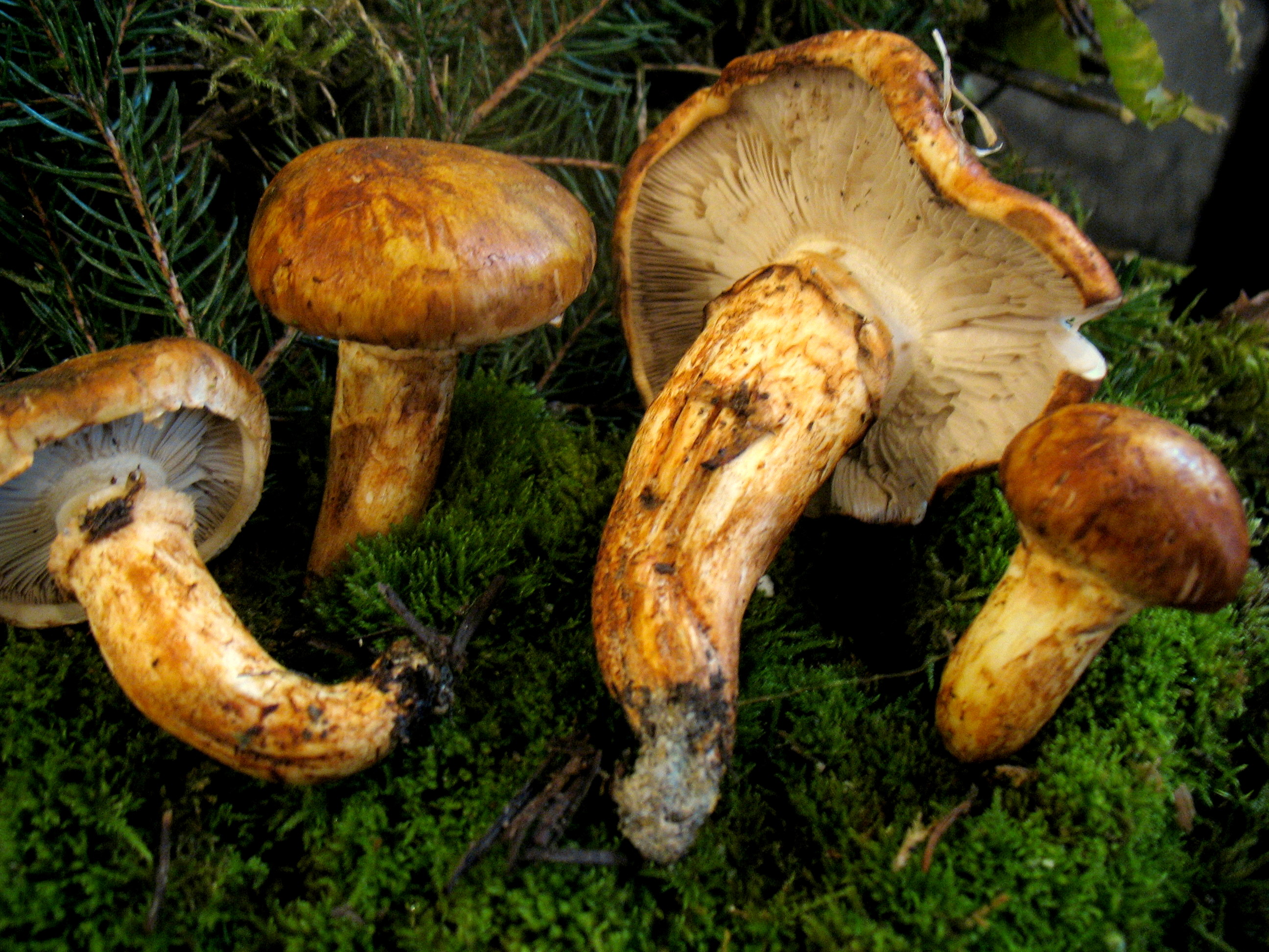 Tricholoma focale (Fr.) Ricken