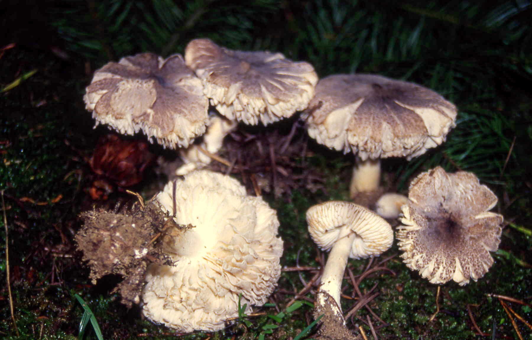 Tricholoma gausapatum (Fr.) Quél.