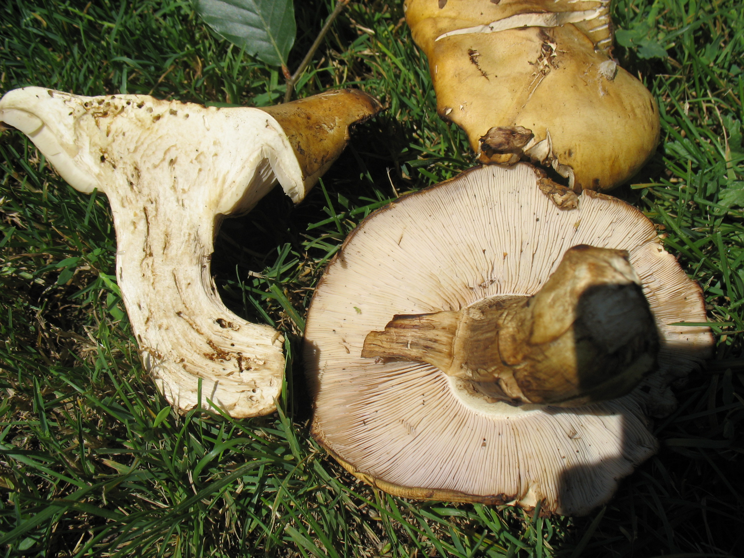 Tricholoma goniospermum Bres.