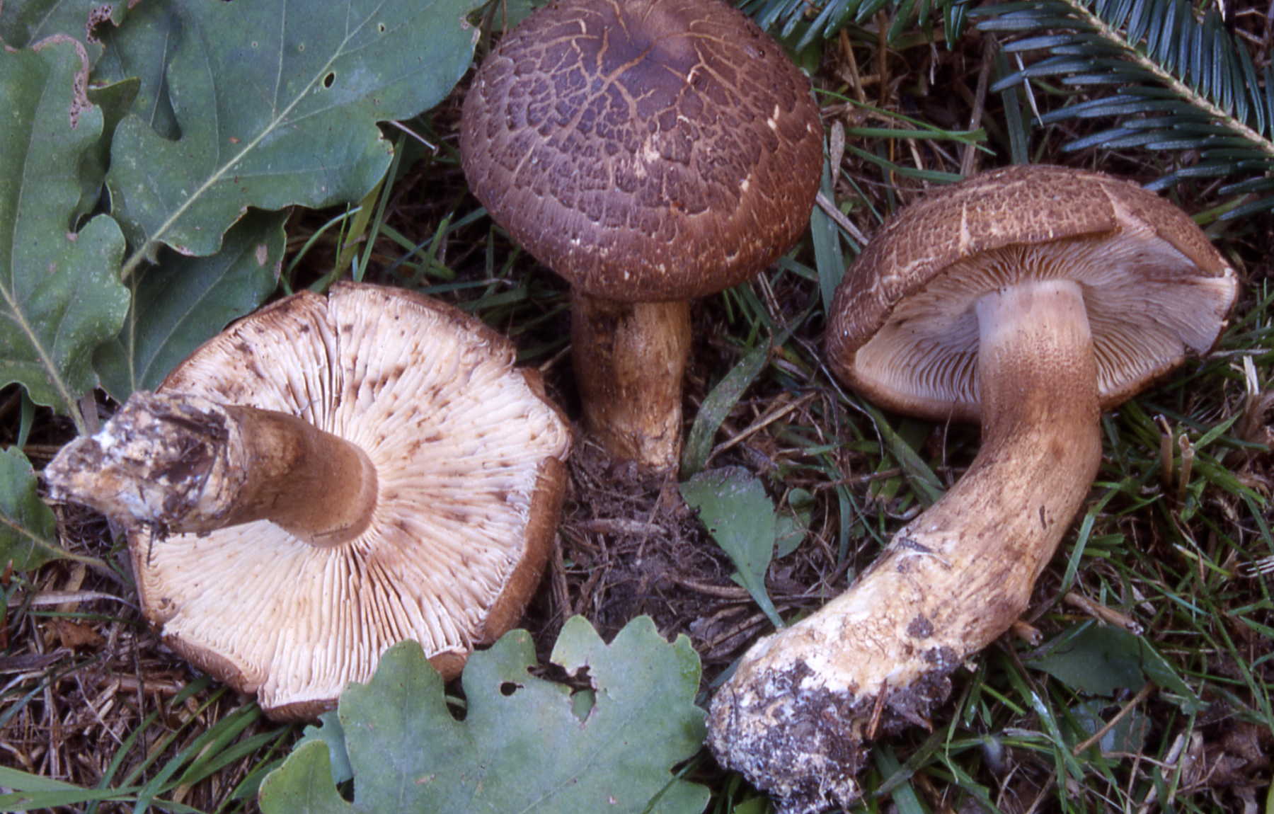 Tricholoma imbricatum