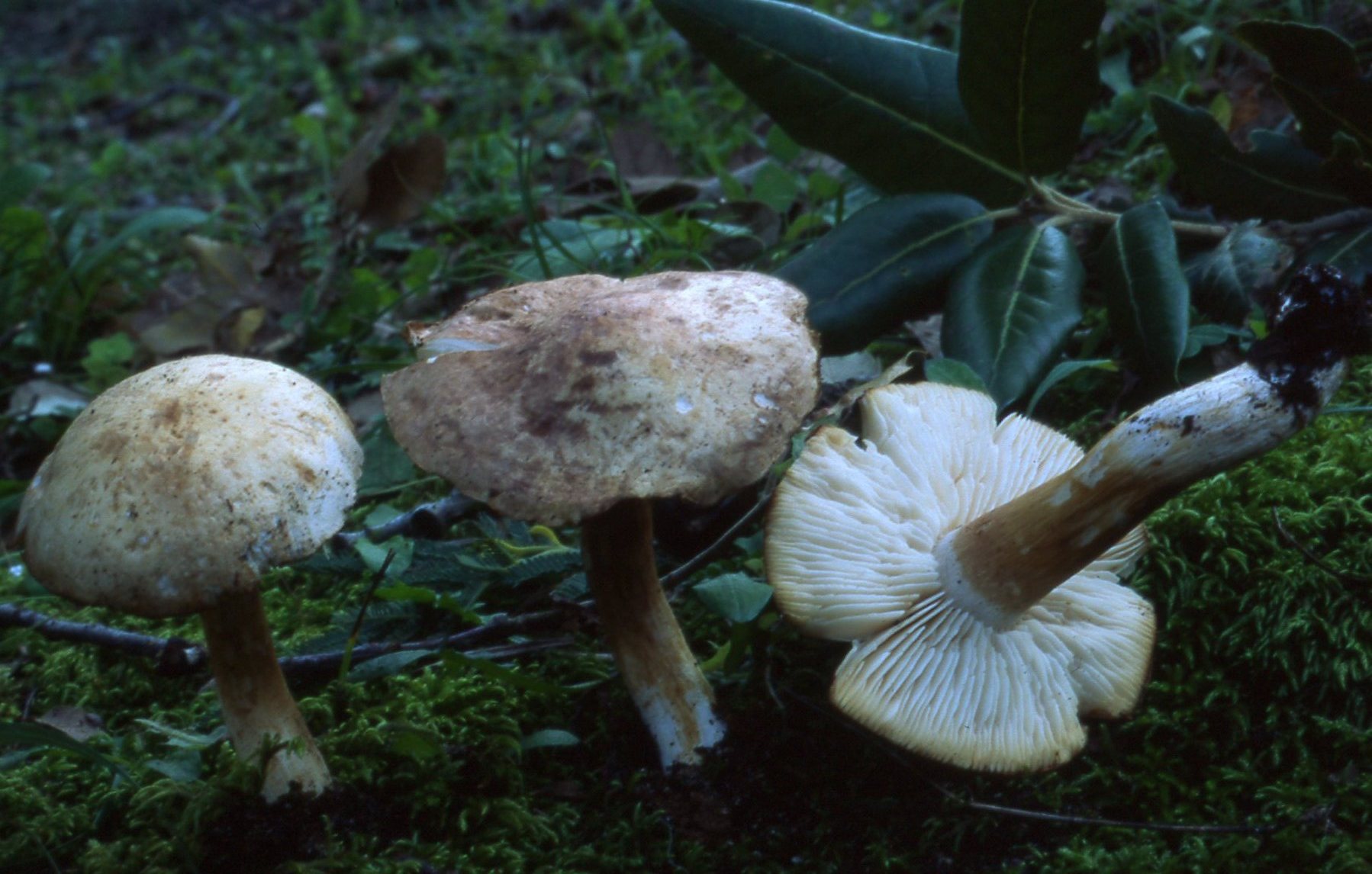 Tricholoma lascivum (Fr.: Fr.) Gillet