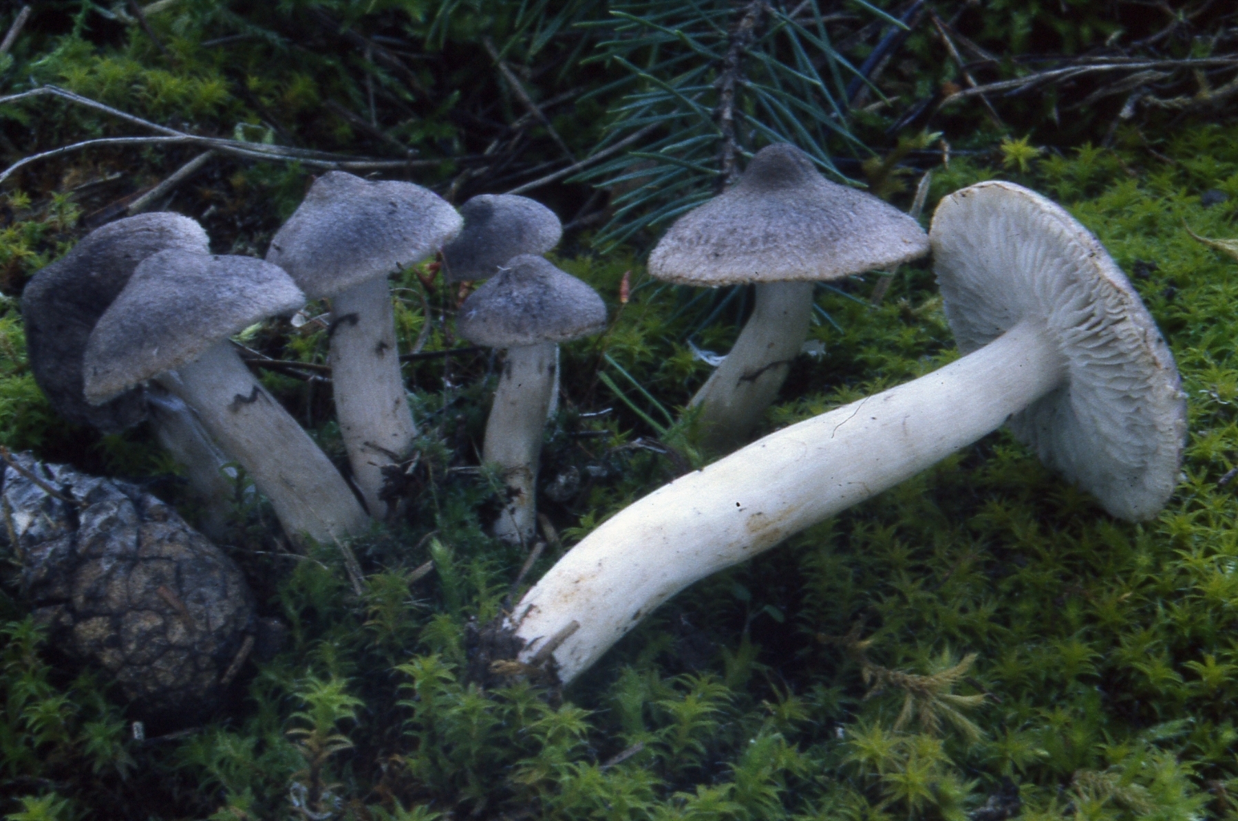 Tricholoma myomyces (Pers.) J.E. Lange