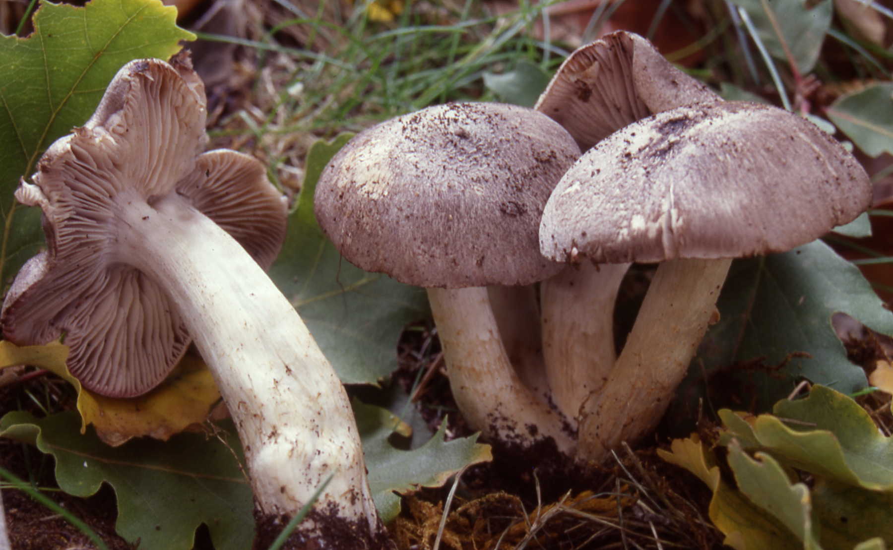 Tricholoma orirubens Quél.