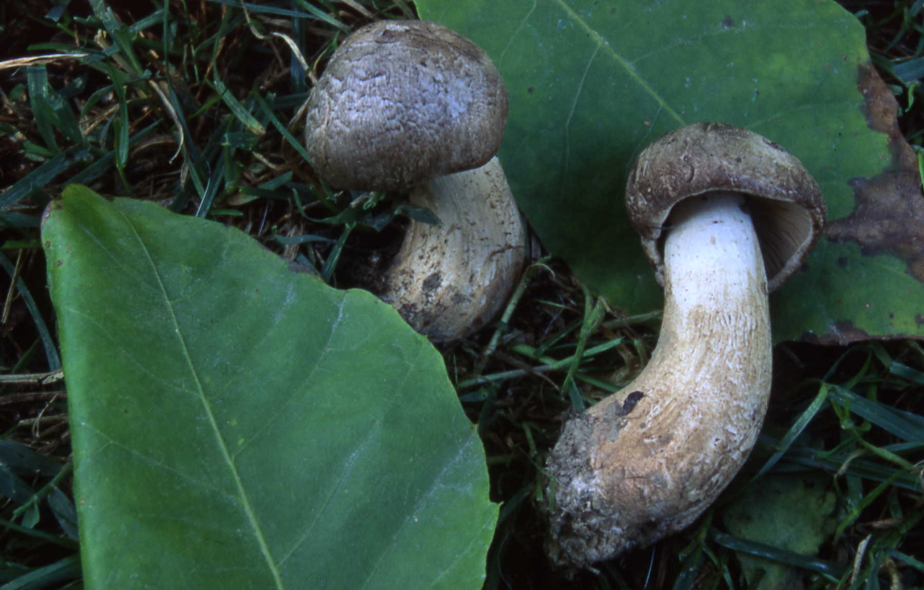 Tricholoma pardinum (Pers.) Quél.= T.tigrinum